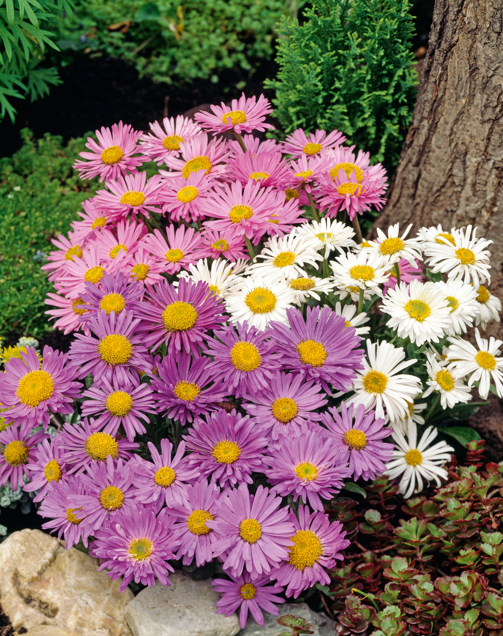 Nahaufnahme eines Gartenbeets mit dicht stehenden rosa, lila und weißen Margeriten mit gelben Blütenkernen, umgeben von Steinen, Bodendeckern und einem Baumstamm