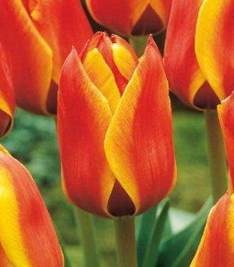 Nahaufnahme von roten-orange Tulpen mit gelben Randkanten und grünem Blattwerk