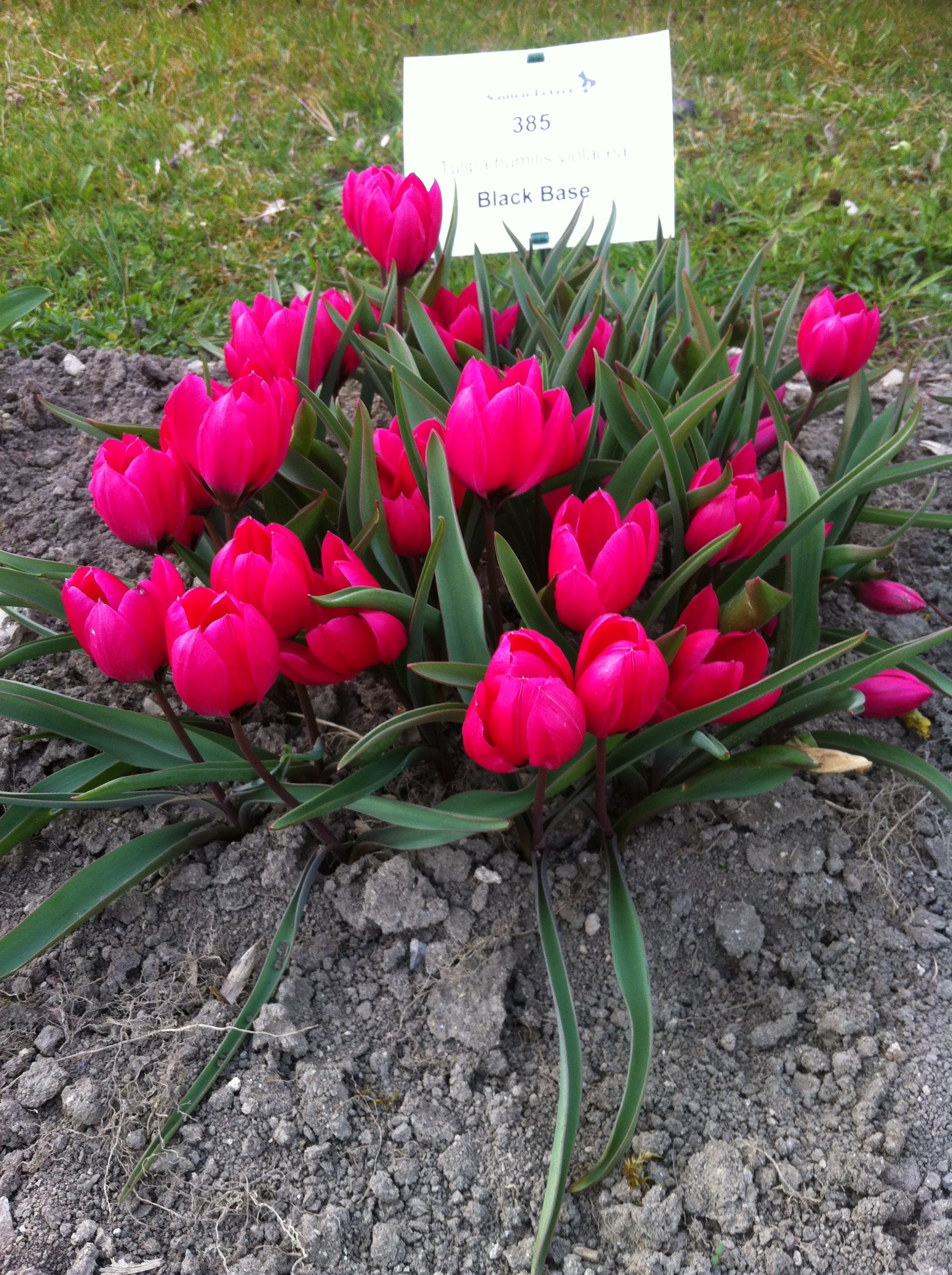 Nahaufnahme eines Büschels niedriger, leuchtend pinker Tulpen (Tulipa humilis 'Black Base') mit schmalen grünen Blättern, Erde im Vordergrund und Pflanzschild im Hintergrund
