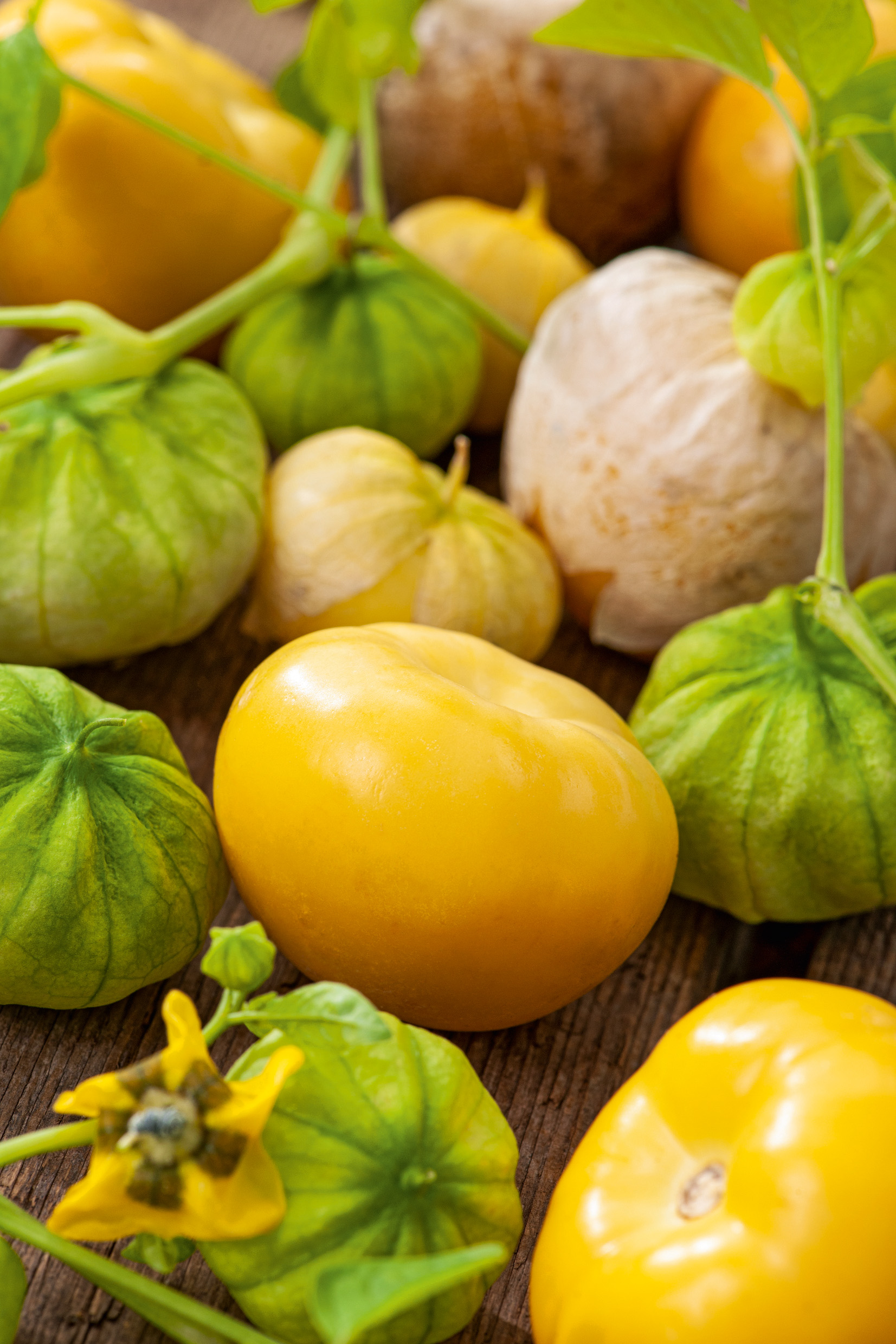 Tomatillo Physalis ixocarpa