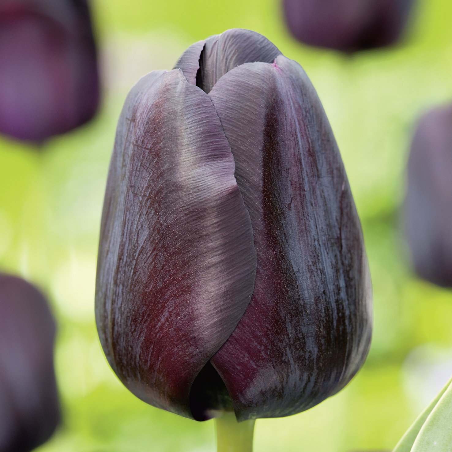Nahaufnahme einer dunkelvioletten, fast schwarzen Tulpenblüte vor verschwommenem grünem Gartenhintergrund
