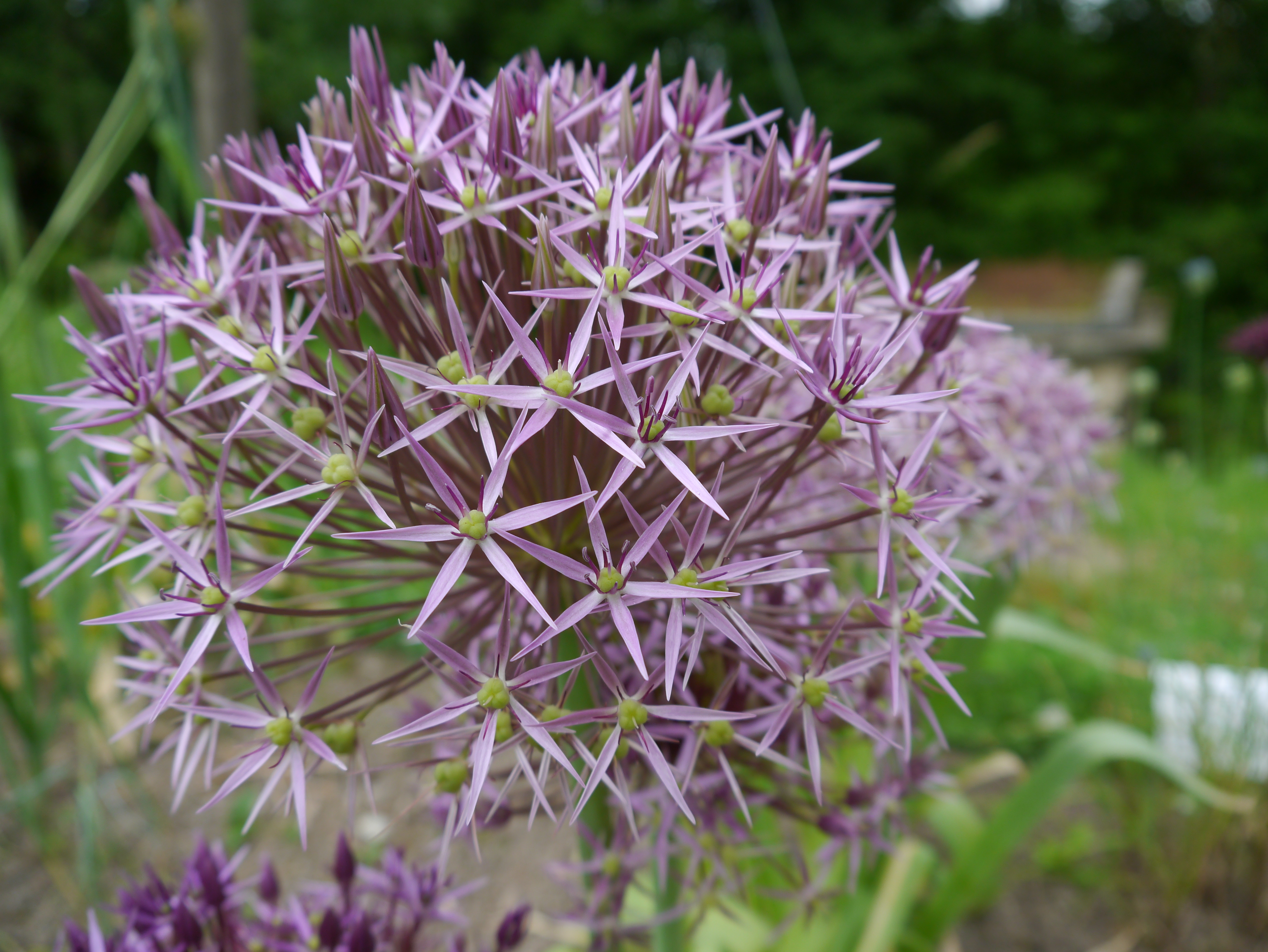 Detailaufnahme einer lila Allium-Blüte mit charakteristischen sternförmigen Blütenständen in einem Garten