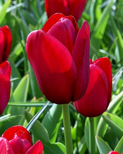 Nahaufnahme einer roten Tulpenblüte im Frühlingsgarten mit grünen Blättern im Hintergrund