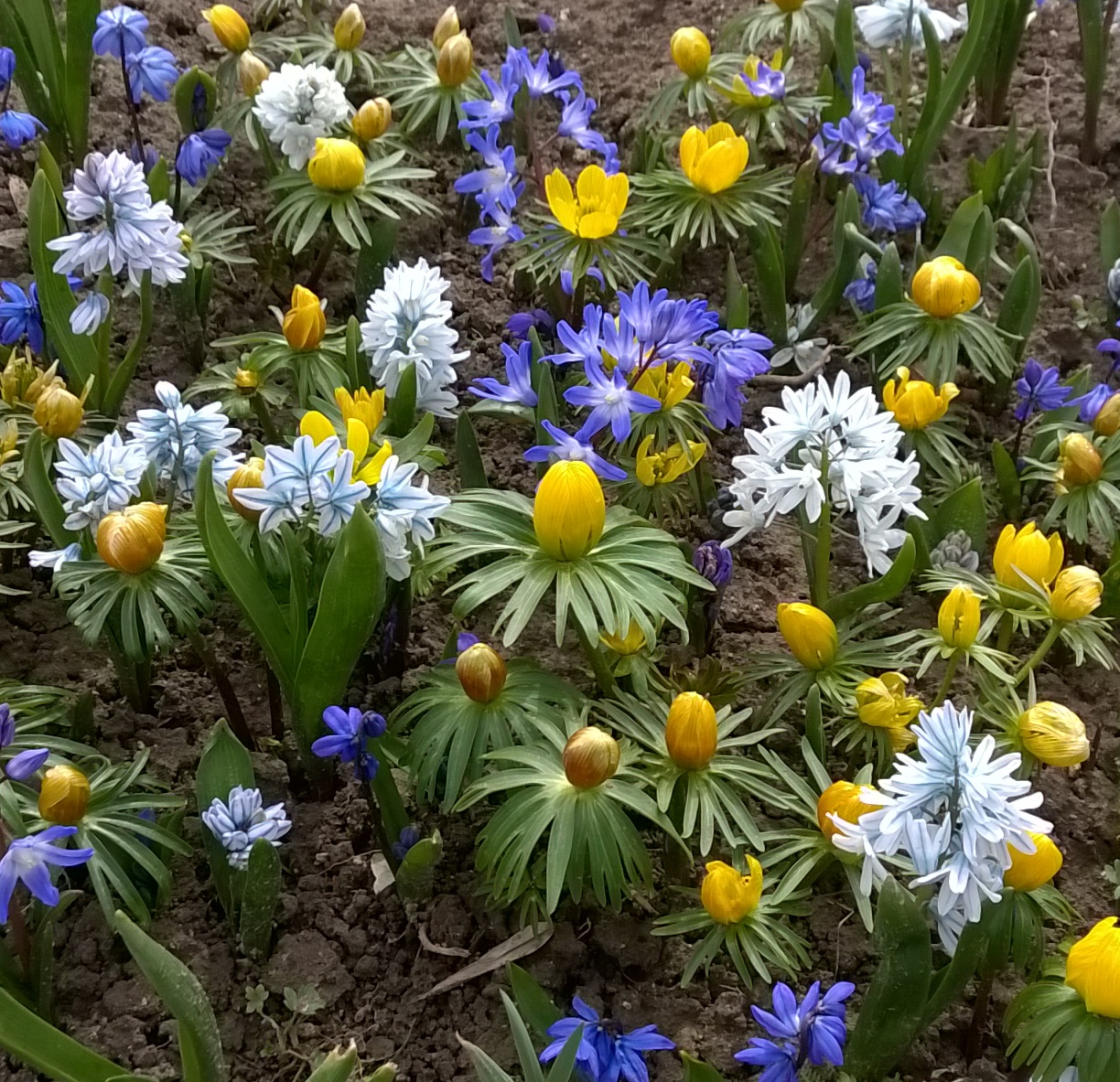 51036_Imkermischung Nahaufnahme eines Frühlingsbeets: gelbe Winterlinge (Eranthis) zwischen blau- und weißblütigen Frühjahrsblumen auf dunkler Gartenerde, dichter, farbenfroher Pflanzenbestand