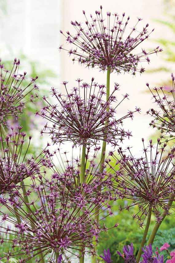 56067_14278191_FM Nahaufnahme von lila Zierlauch (Allium) mit kugelförmigen Blütendolden vor hellem Gartenhintergrund