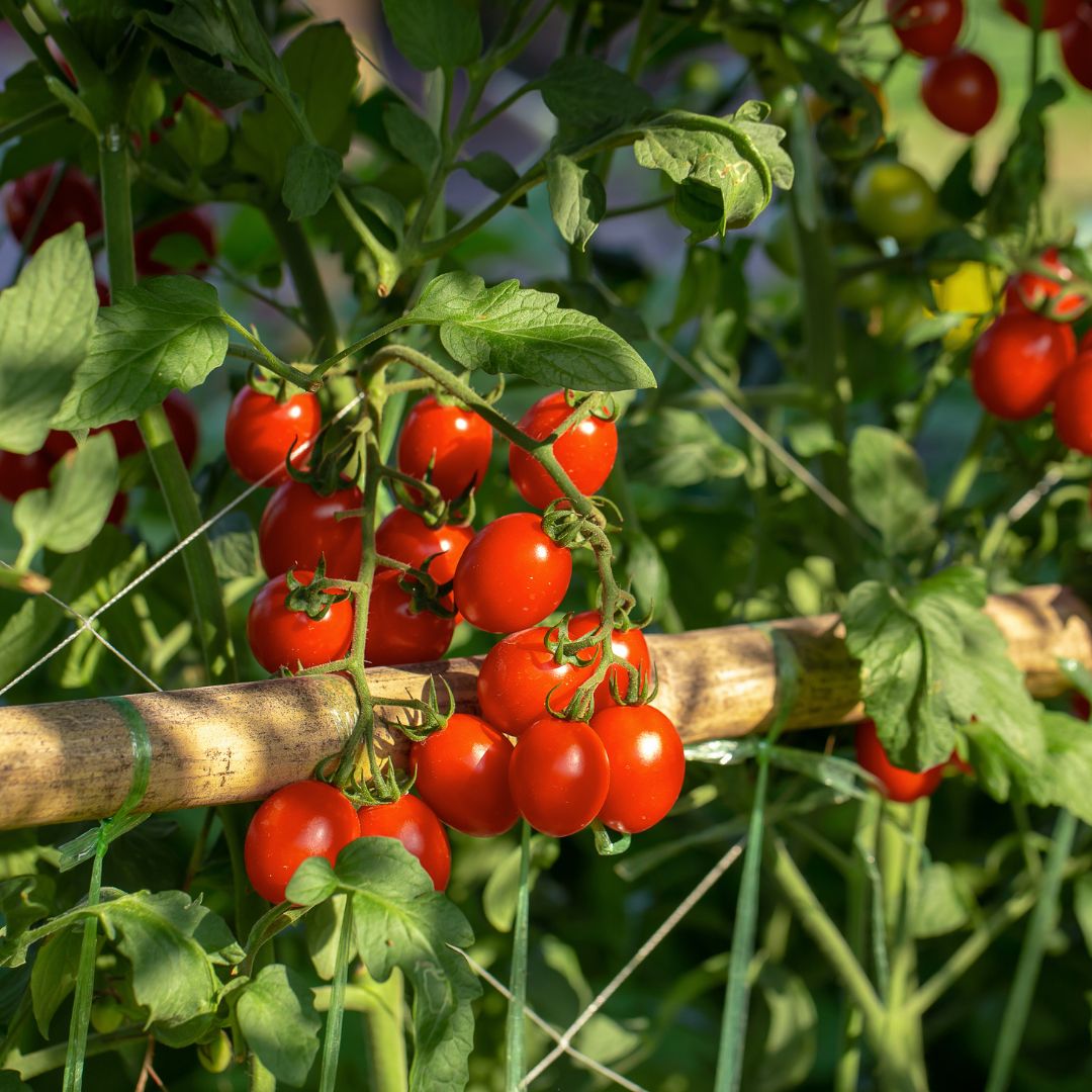 Frisch geerntete Kirschtomaten am Strauch Reife Kirschtomaten wachsen an einem Tomatenstrauch.
