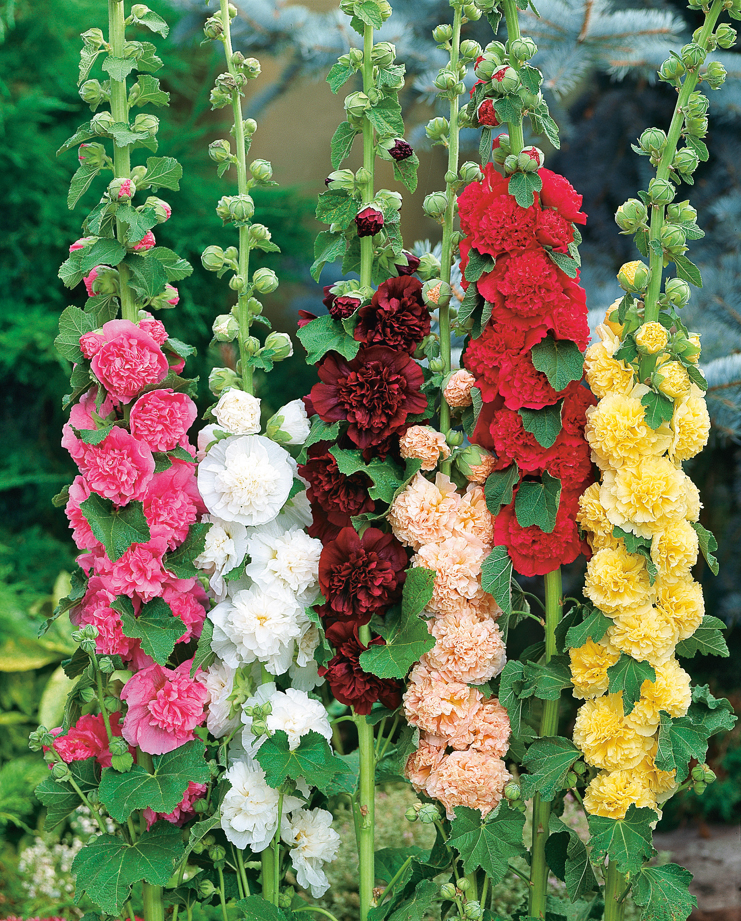 Mehrere hohe Stängel mit gefüllten Stockrosenblüten in Pink, Weiß, Dunkelrot, Apricot, Rot und Gelb vor grünem Gartenhintergrund