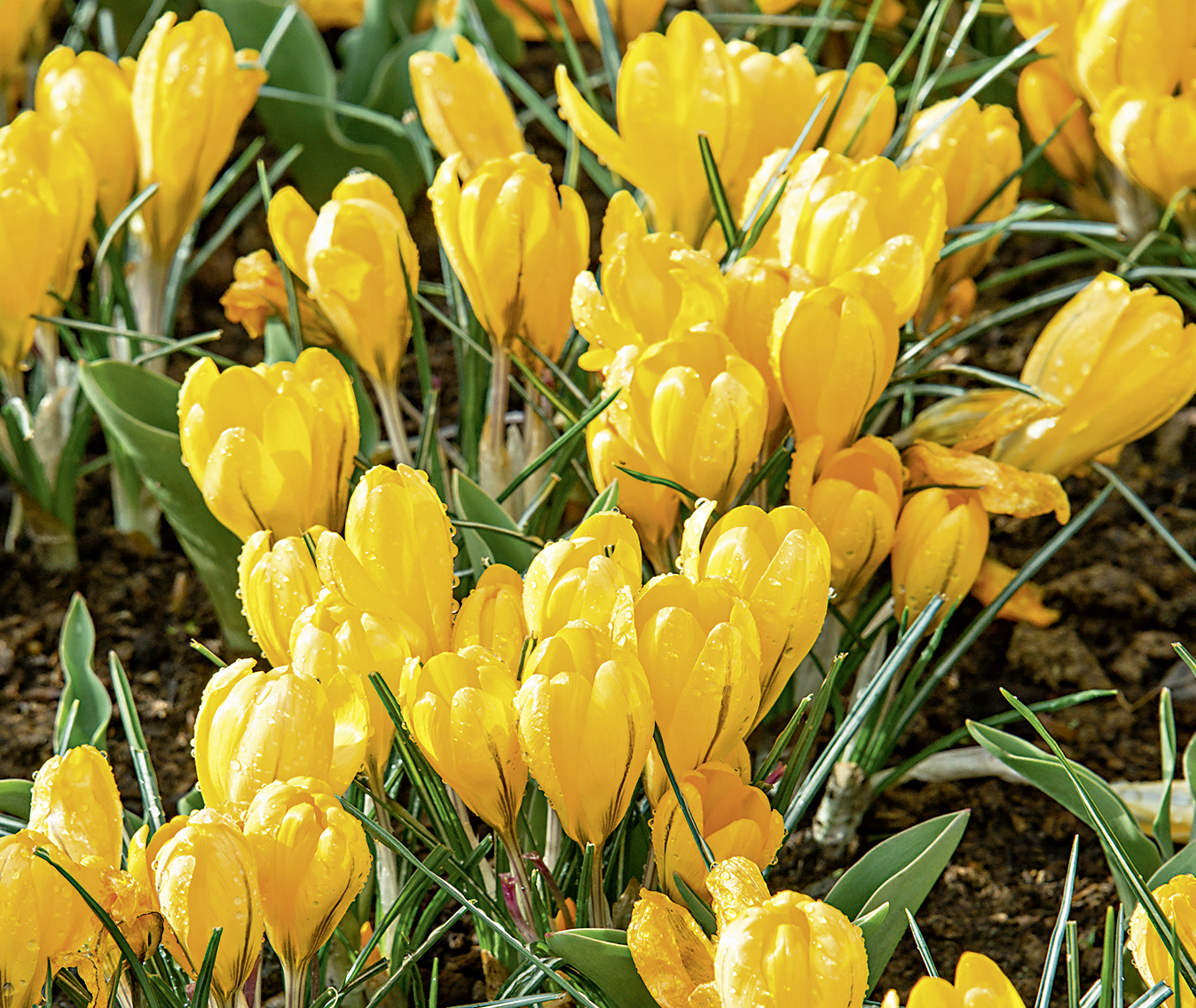 Nahaufnahme gelber Krokusse in einem Blütenbeet, Frühlingsblumen mit grünen Blättern und Wassertropfen