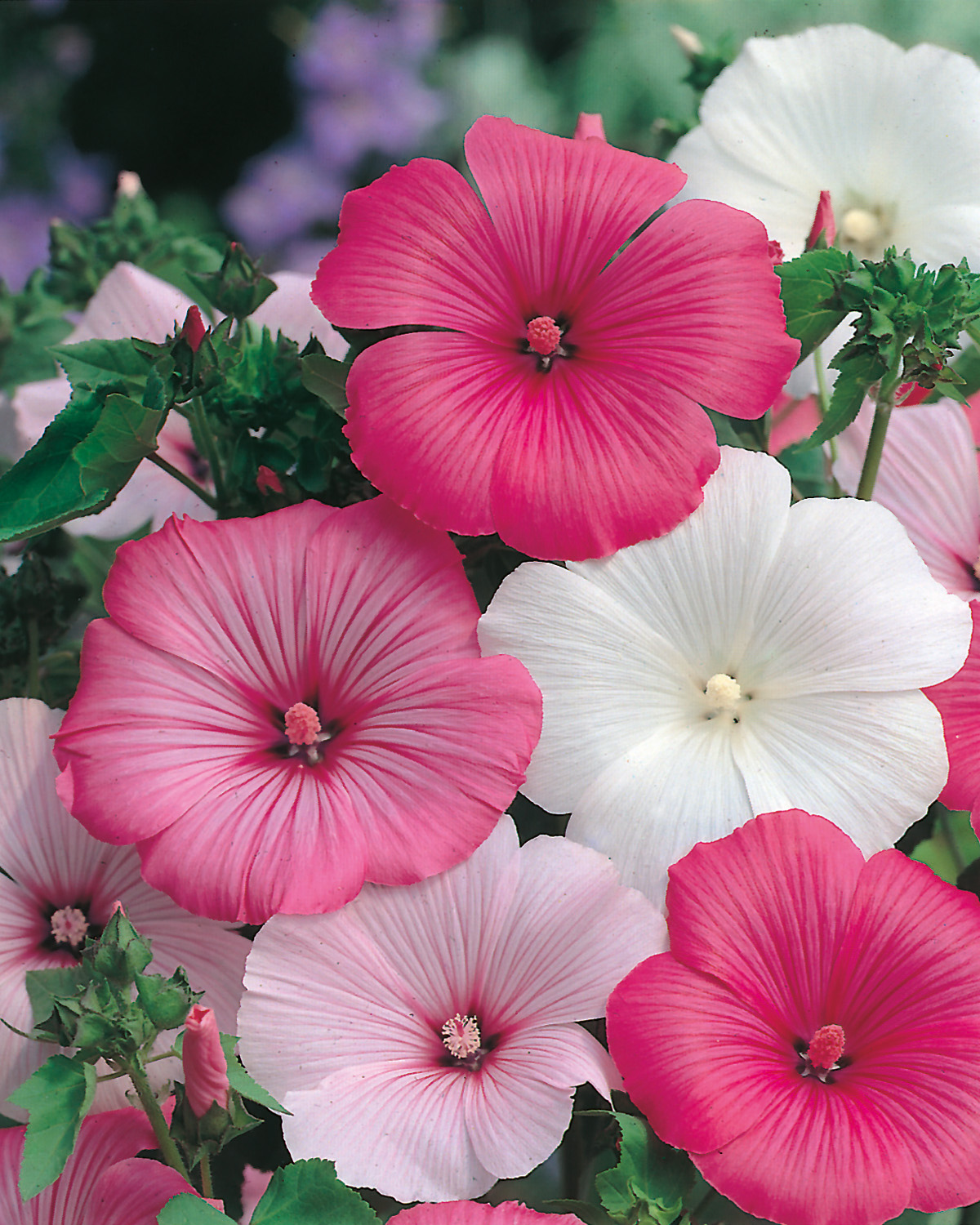 94831_Bechermalven Mix Nahaufnahme von Lavatera- oder Garten-Malve-Blüten in verschiedenen Rosatönen und Weiß, große trichterförmige Blüten mit feinen Adern, grünes Laub im Hintergrund