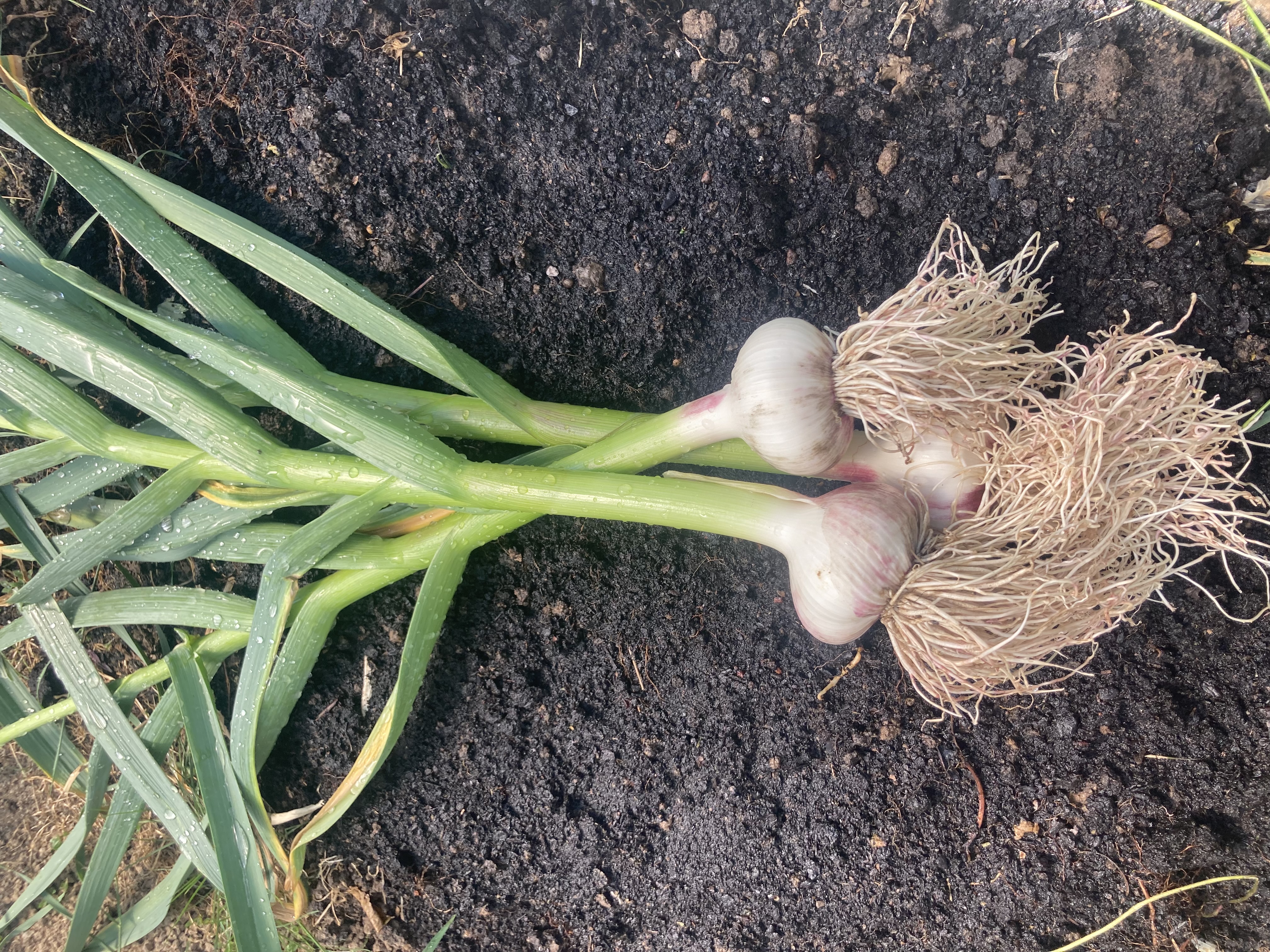 Pflanzknoblauch Winterknoblauch Ljubasha