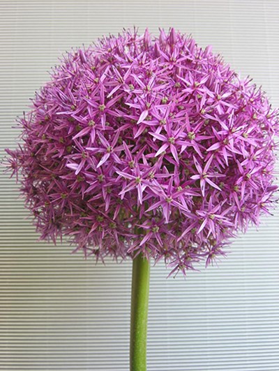 Allium giganteum, Riesenlauch mit dichter, großer Blütendolde aus violett-rosa Sternblüten – Zierlauch für den Garten