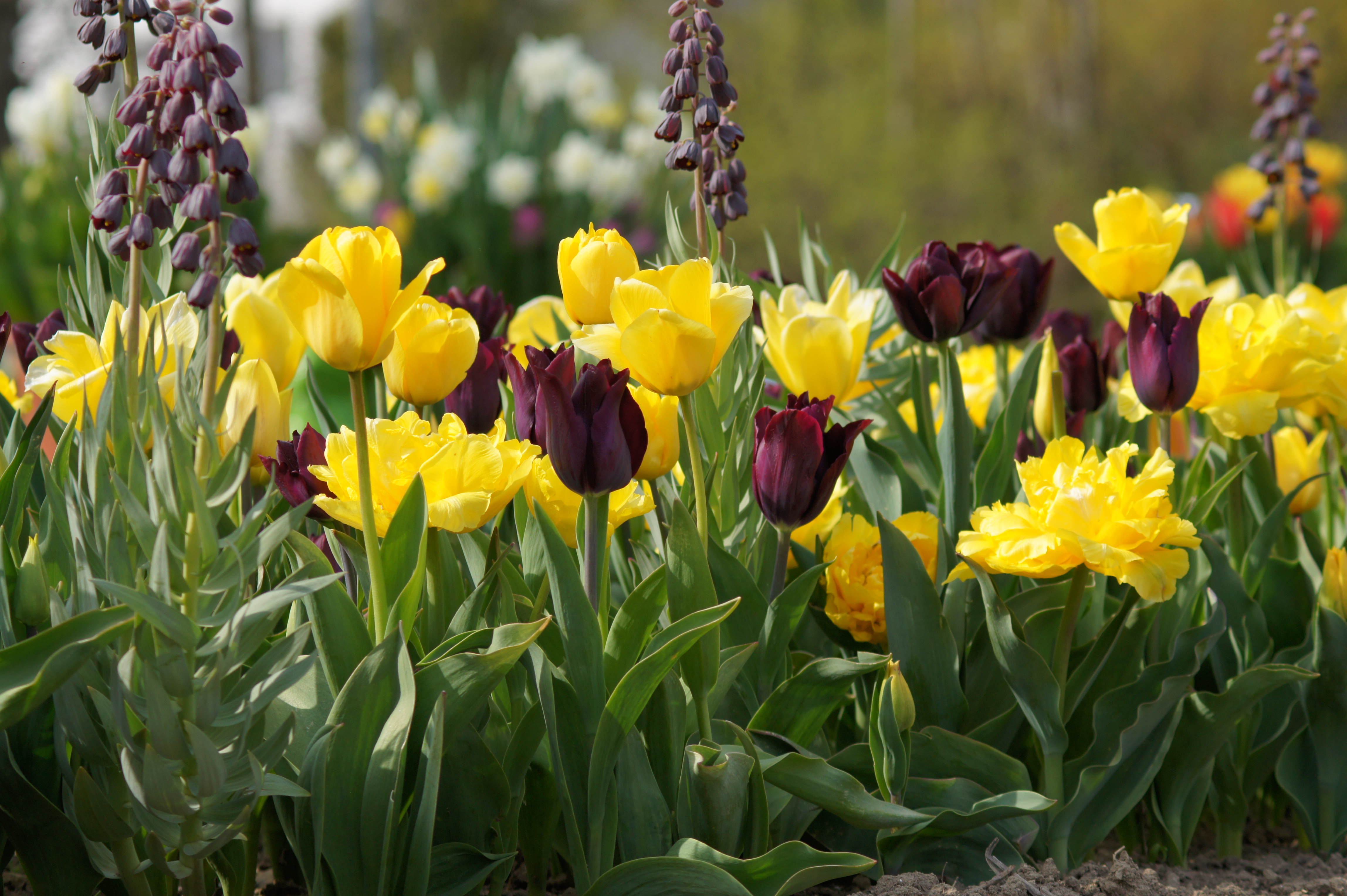 51001_Baden Württemberg Buntes Frühlingsbeet mit leuchtend gelben und dunkelvioletten Tulpen, grünen Blättern und Knospen im Vorgarten