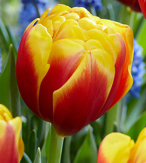 Nahaufnahme einer gefüllten Tulpenblüte in Rot und Gelb vor grünem Blattwerk und unscharfem Hintergrund mit blauen Traubenhyazinthen