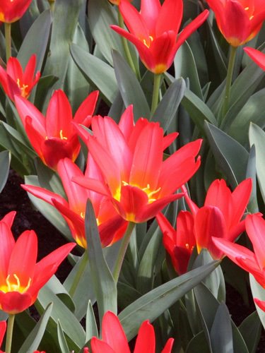 Mehrere leuchtend rote Tulpen mit gelbem Inneren und spitzen grünen Blättern in einem Blumenbeet