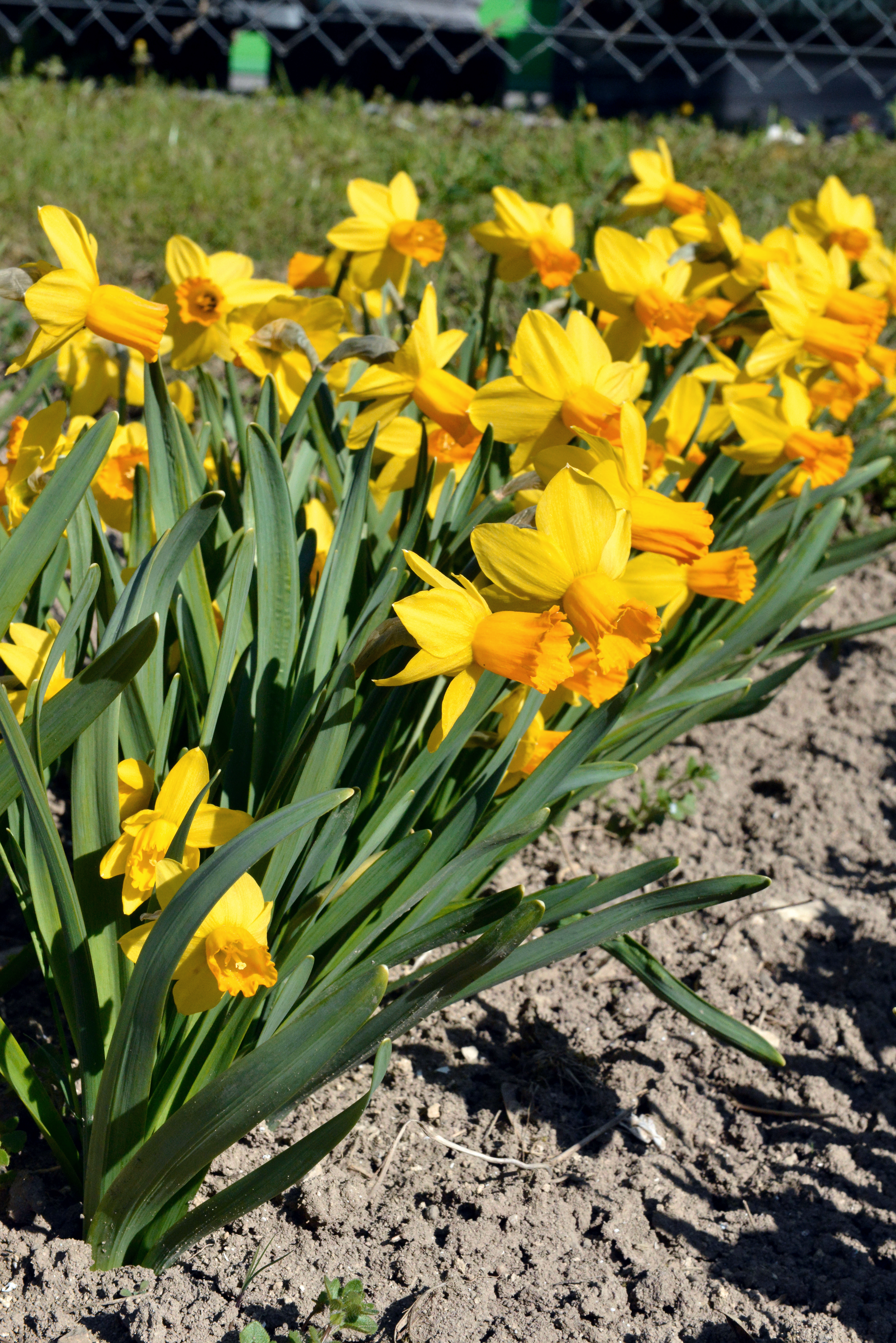 Gelbe Narzissen (Osterglocken) in einem Blumenbeet, Nahaufnahme von blühenden Frühlingsblumen mit grünen Blättern