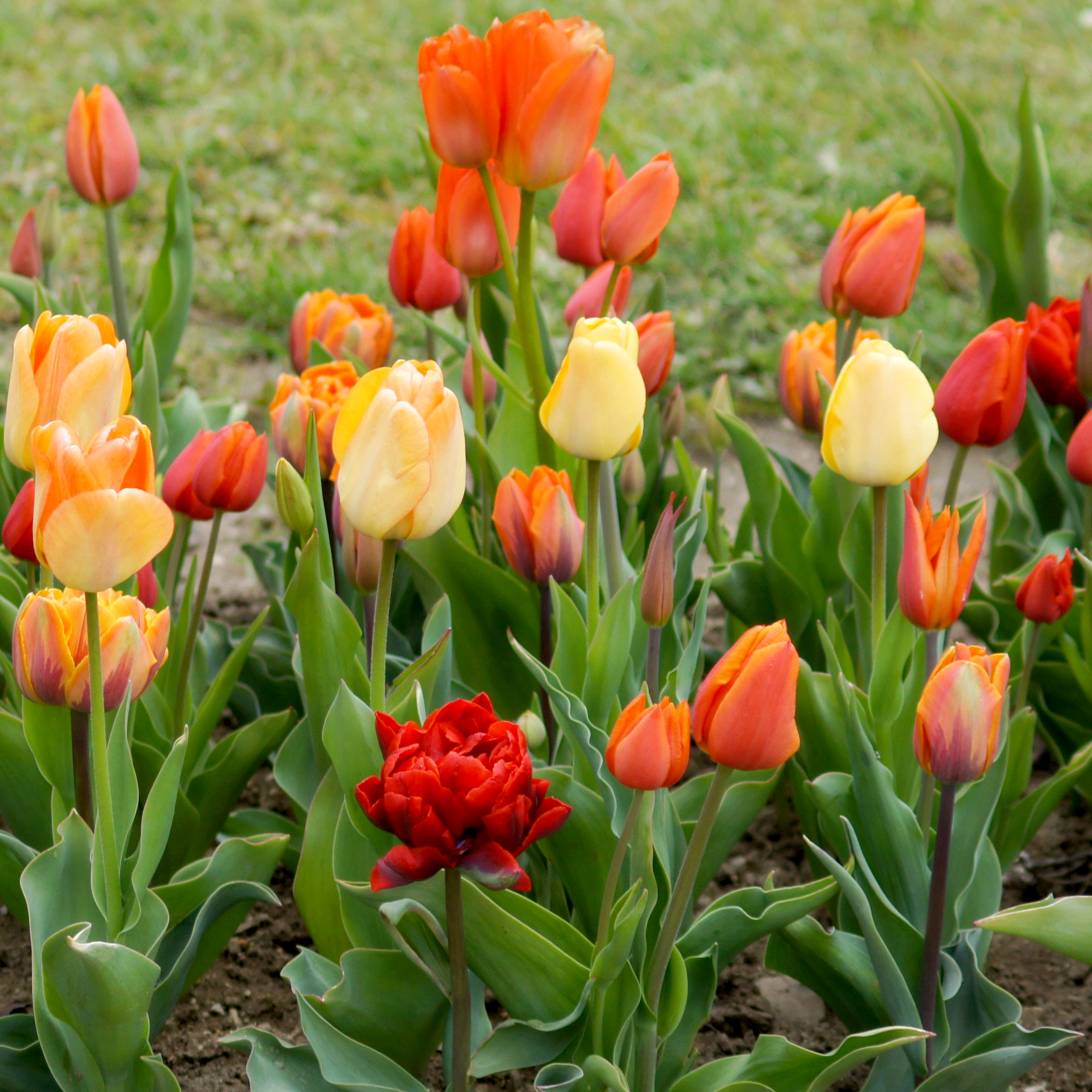 Nahaufnahme bunter Tulpen im Beet mit orange, gelben und roten Blüten