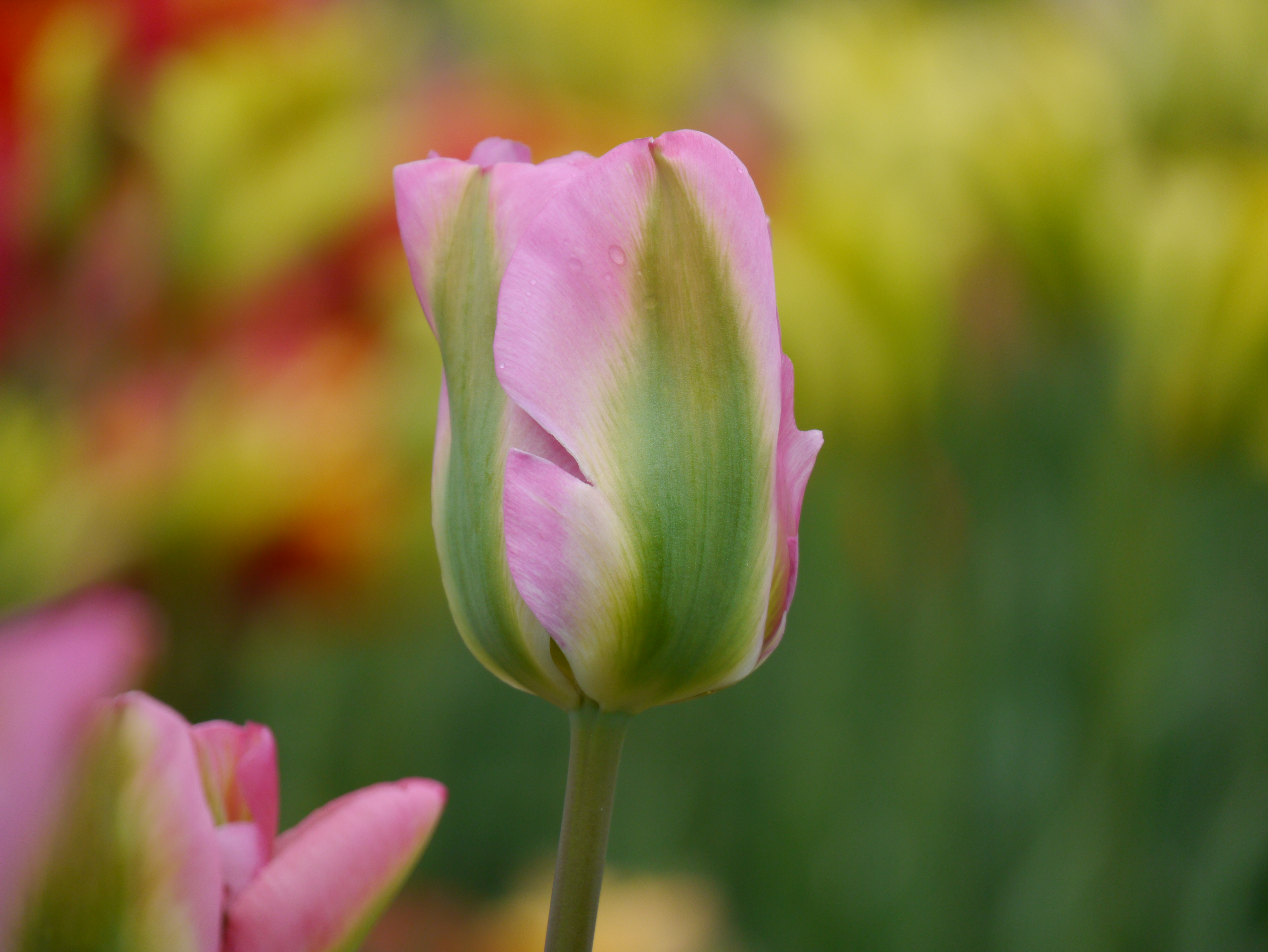 Nahaufnahme einer rosa Tulpe mit grünen Streifen und einzelnen Wassertropfen vor unscharfem, buntem Hintergrund