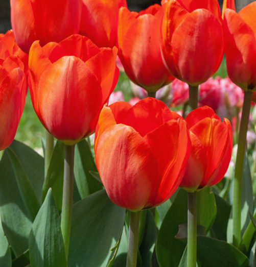 Mehrere rote Tulpen mit grünen Blättern in einer Nahaufnahme, sonnige Frühlingsszenerie