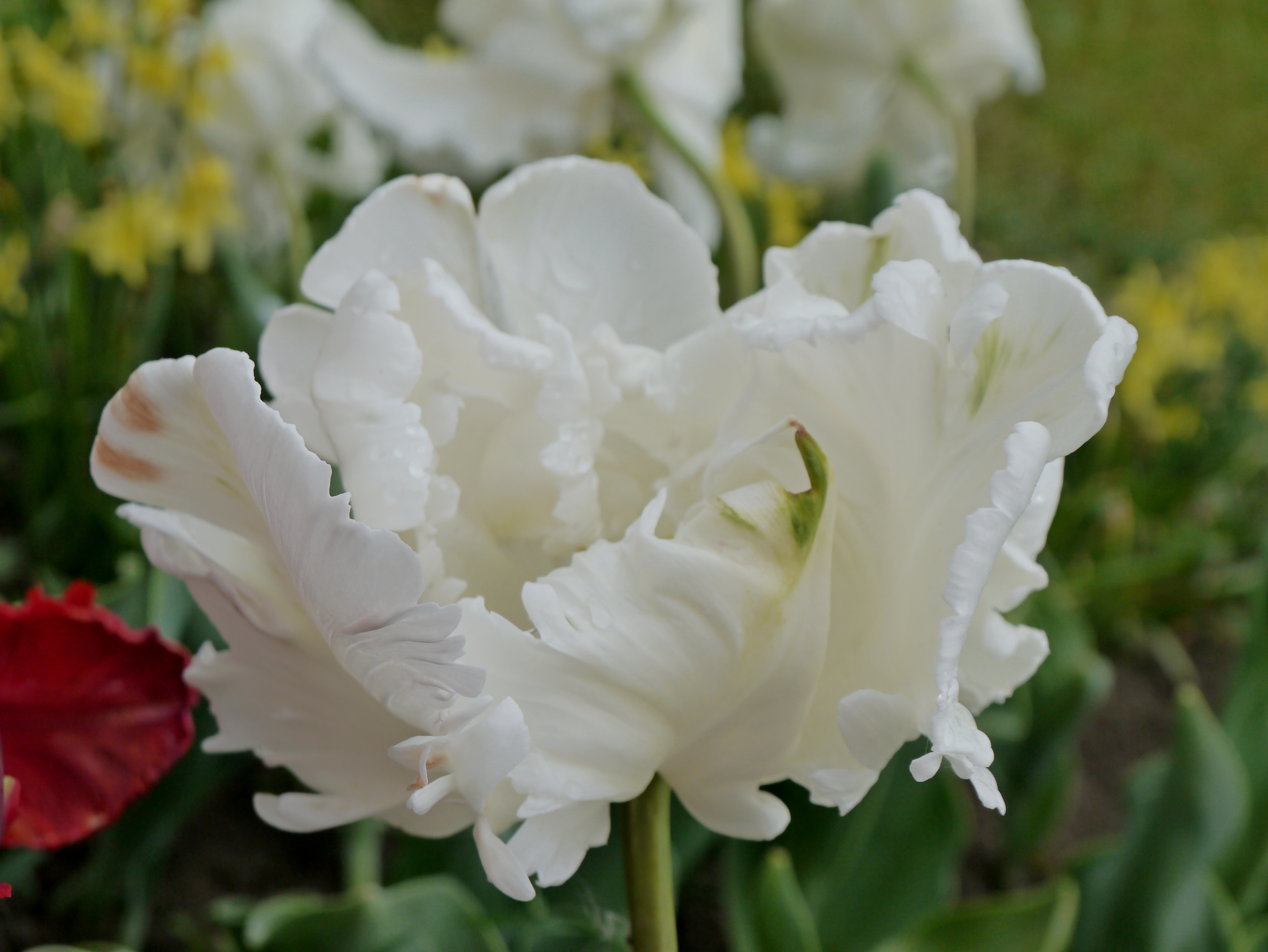 Nahaufnahme einer weißen gefransten Papageien-Tulpe mit zarten Wassertropfen auf den gewellten Blütenblättern; unscharfer Gartenhintergrund mit grünen Blättern und gelben Blüten.