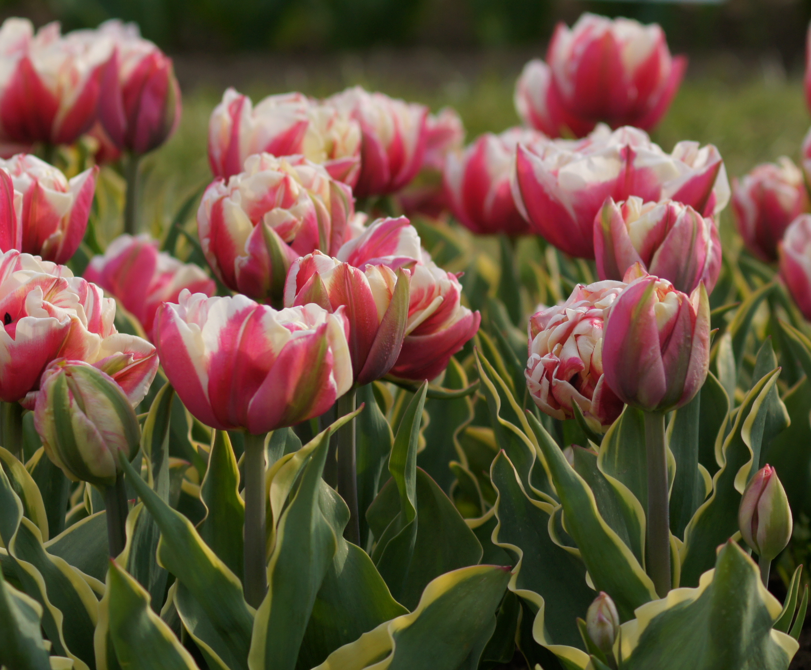 Nahaufnahme eines Blumenbeets mit gefüllten rosa-weißen Tulpen, grünen Blättern mit gelber Randung und teilweise geöffneten Knospen