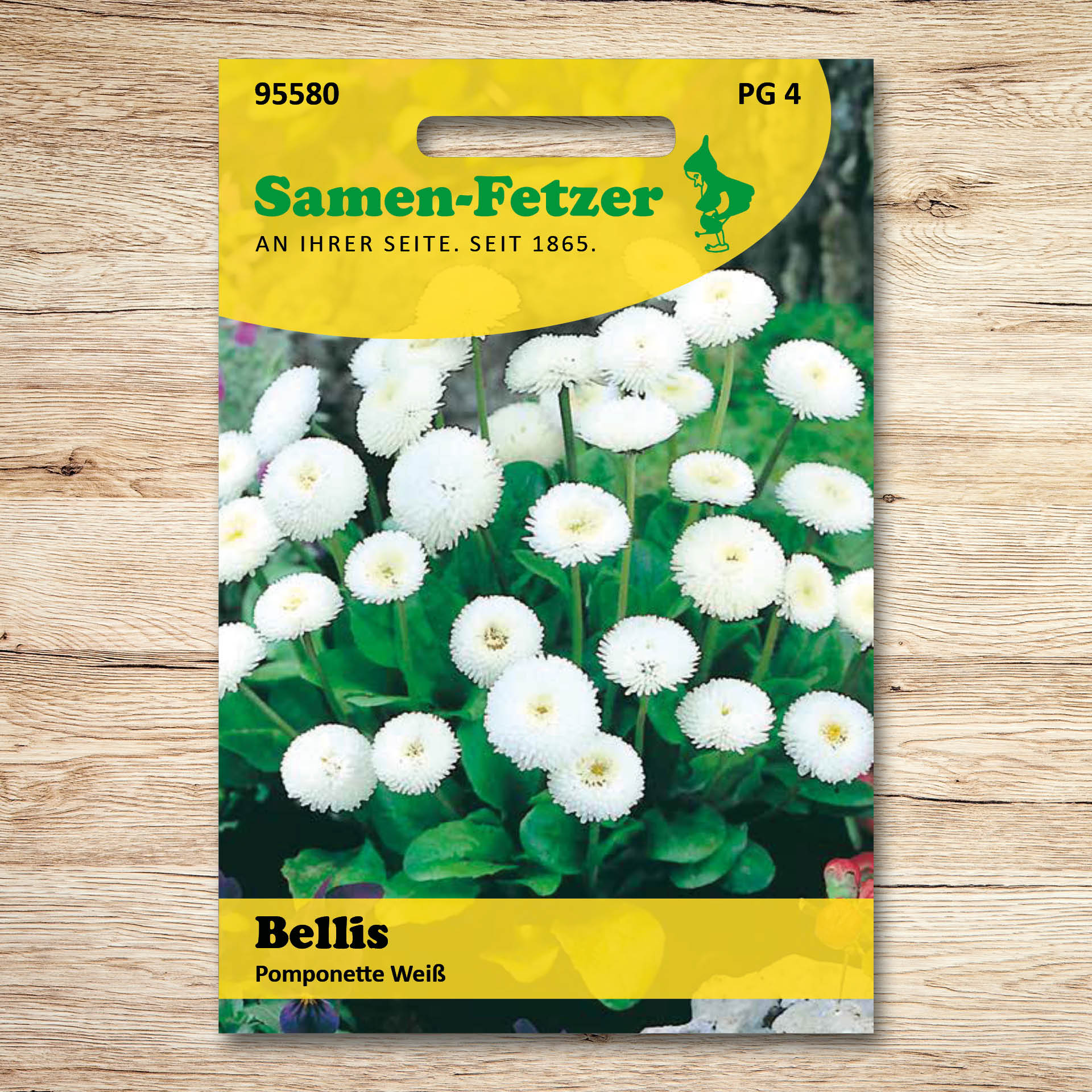 Bellis Pomponette, weiß