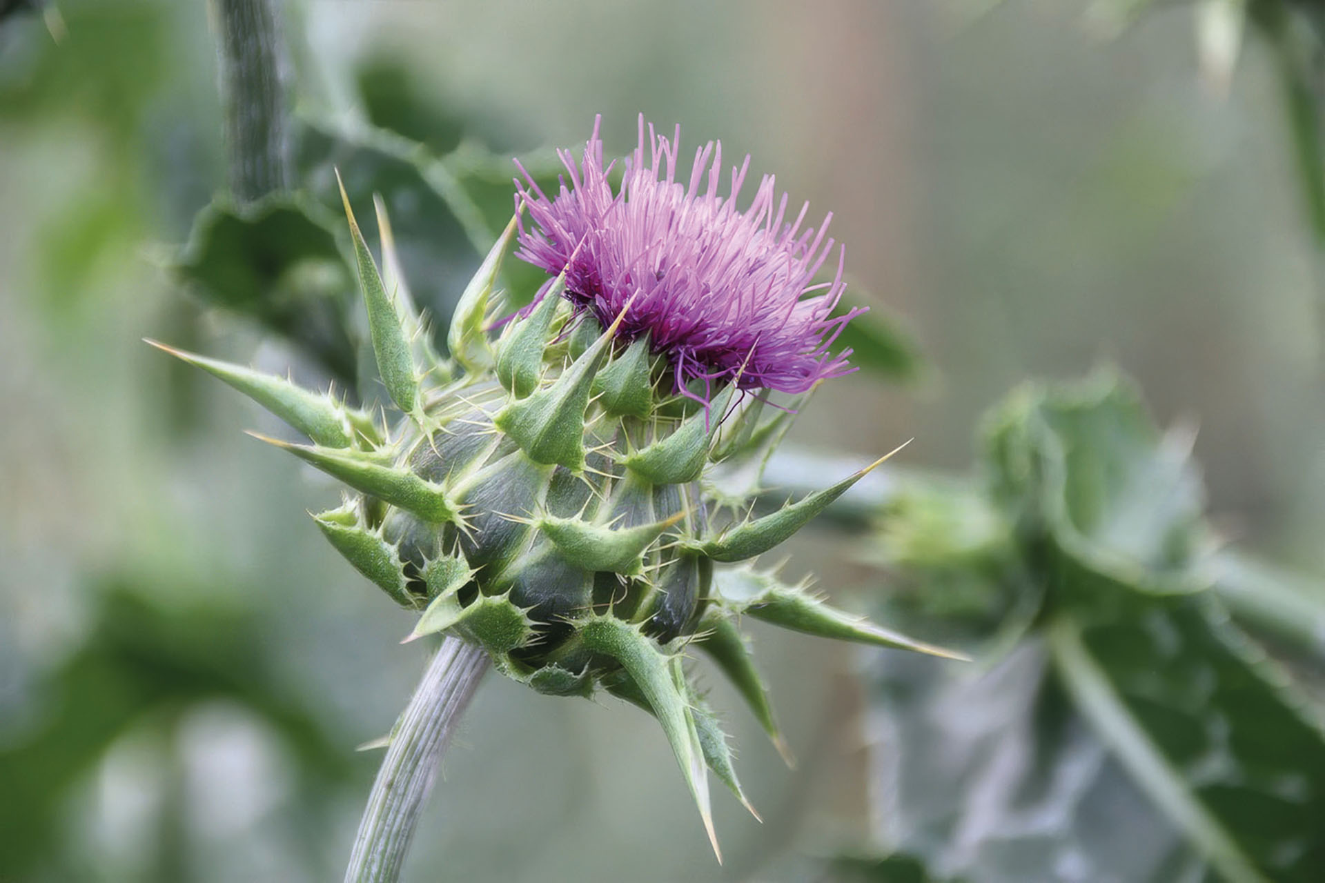 Mariendistel