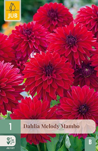 Beet-Dahlie Melody Mambo