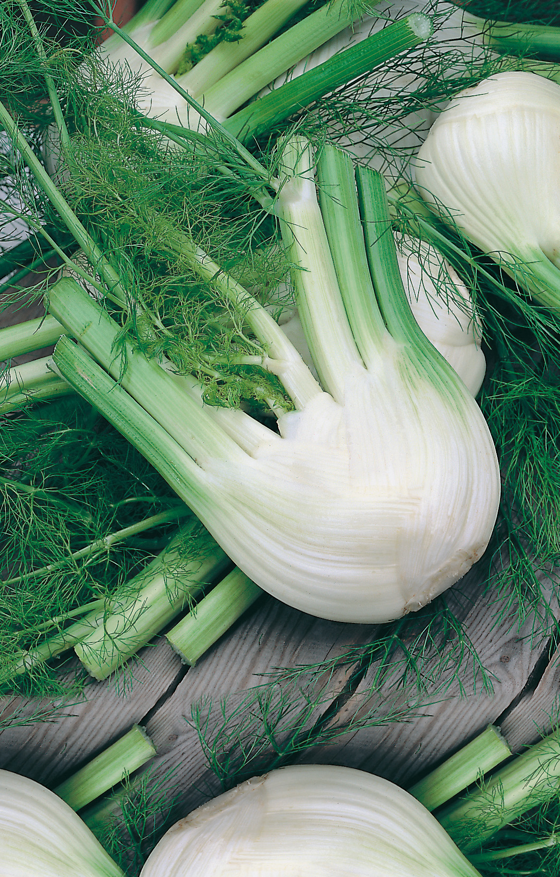 90830_Knollenfenchel Fino Nahaufnahme von mehreren weiß-grünen Fenchelknollen mit grünen, fiederartigen Blättern auf verwittertem Holzbrett