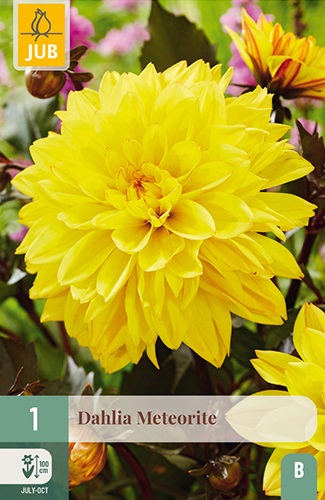 Schmuck-Dahlie Meteorite