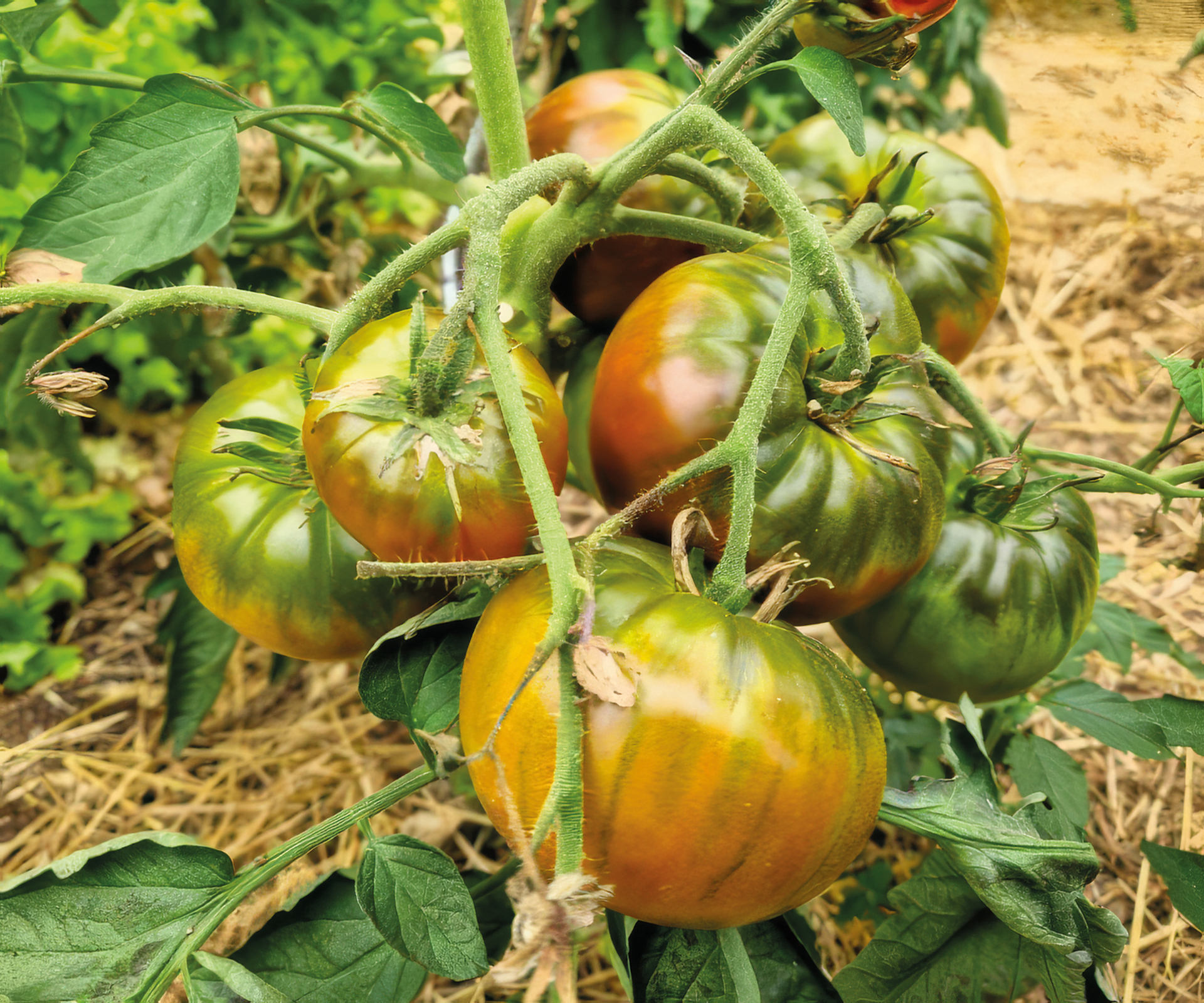 Tomate Marizol Purple