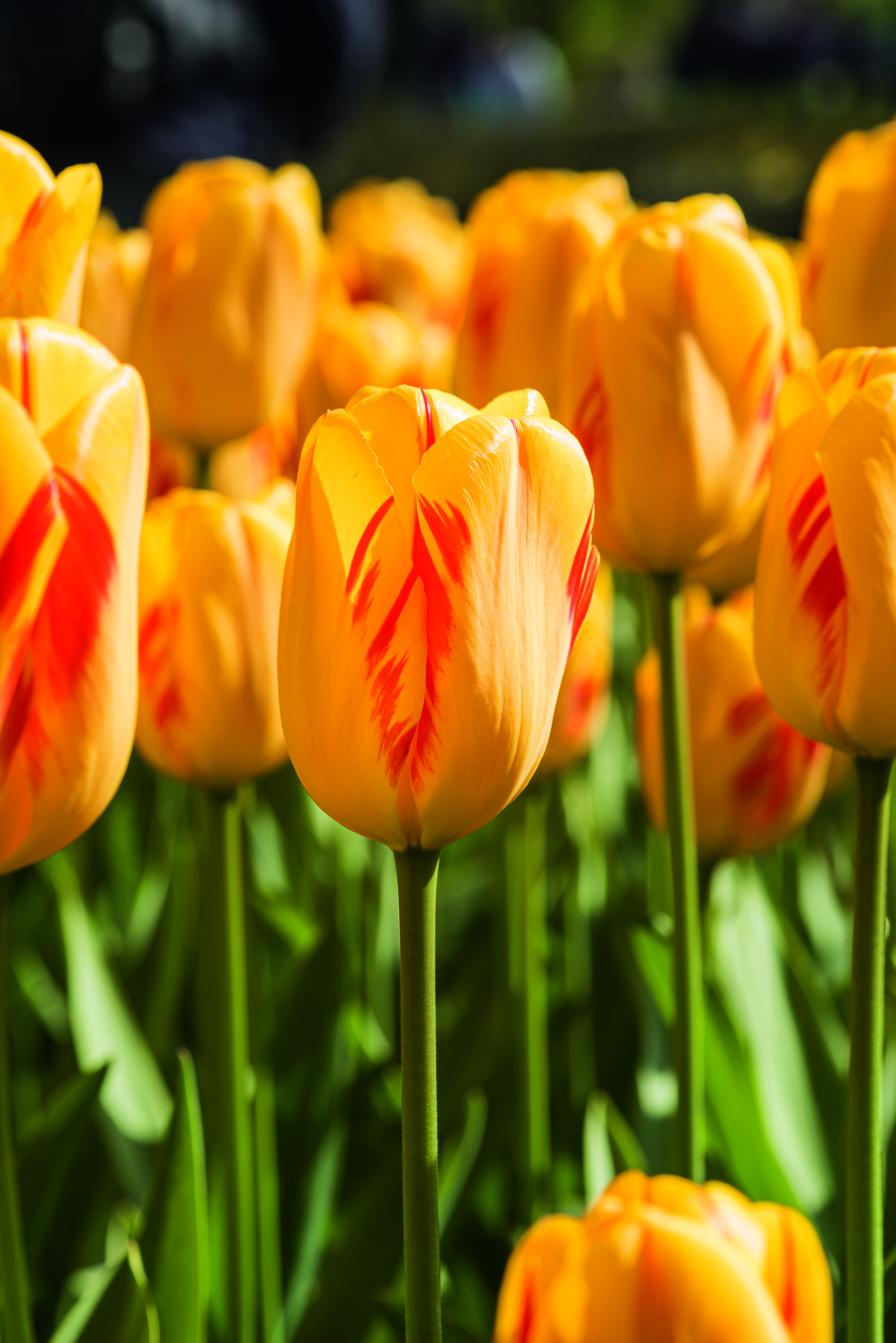 Nahaufnahme einer gelb-orangefarbenen Tulpe mit roten Streifen in einem sonnigen Frühlingsbeet; mehrere Tulpen im Hintergrund, scharfer Fokus auf der Blüte, grüner Stiel sichtbar.