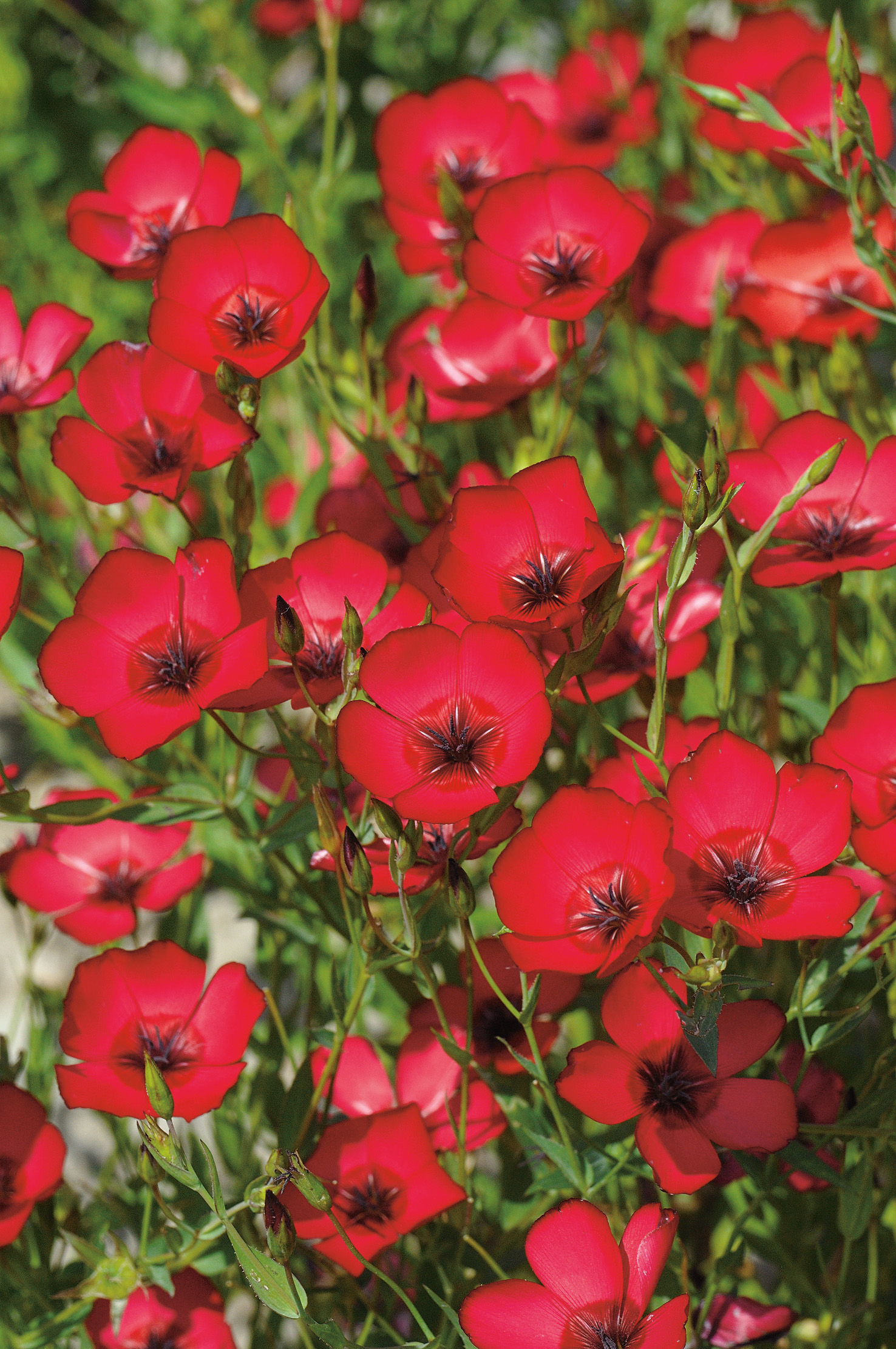 94951_Roter Lein Nahaufnahme von leuchtend roten Leinblüten (Linum) mit dunklem Zentrum, grünen Stielen und Knospen