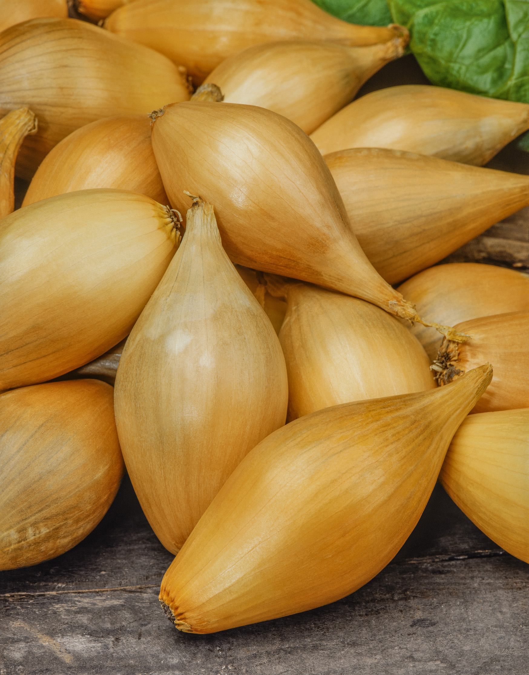 Steckzwiebeln Bamberger, birnförmige