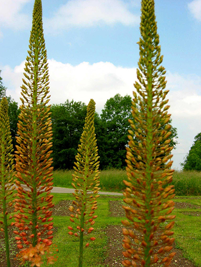 50057_Eremurus_isabellinus_Cleopatra Drei hohe, schlanke orange-gelbe Blütenstände einer Staudenpflanze vor Wiese, Bäumen und blauem Himmel
