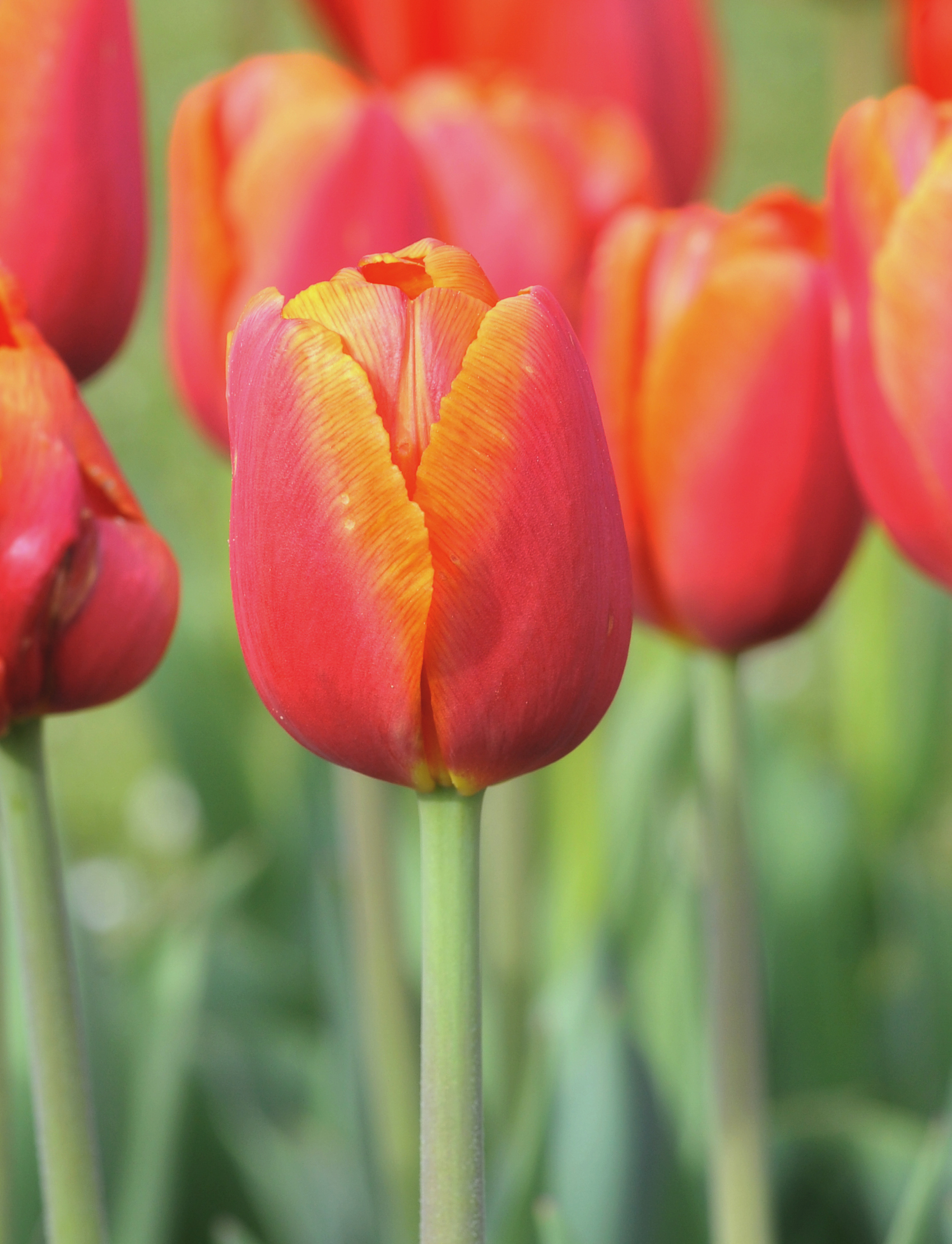 Nahaufnahme einer roten Tulpe mit orangefarbenem Rand auf grünem Stiel; unscharfer Hintergrund mit weiteren roten und orangefarbenen Tulpen.