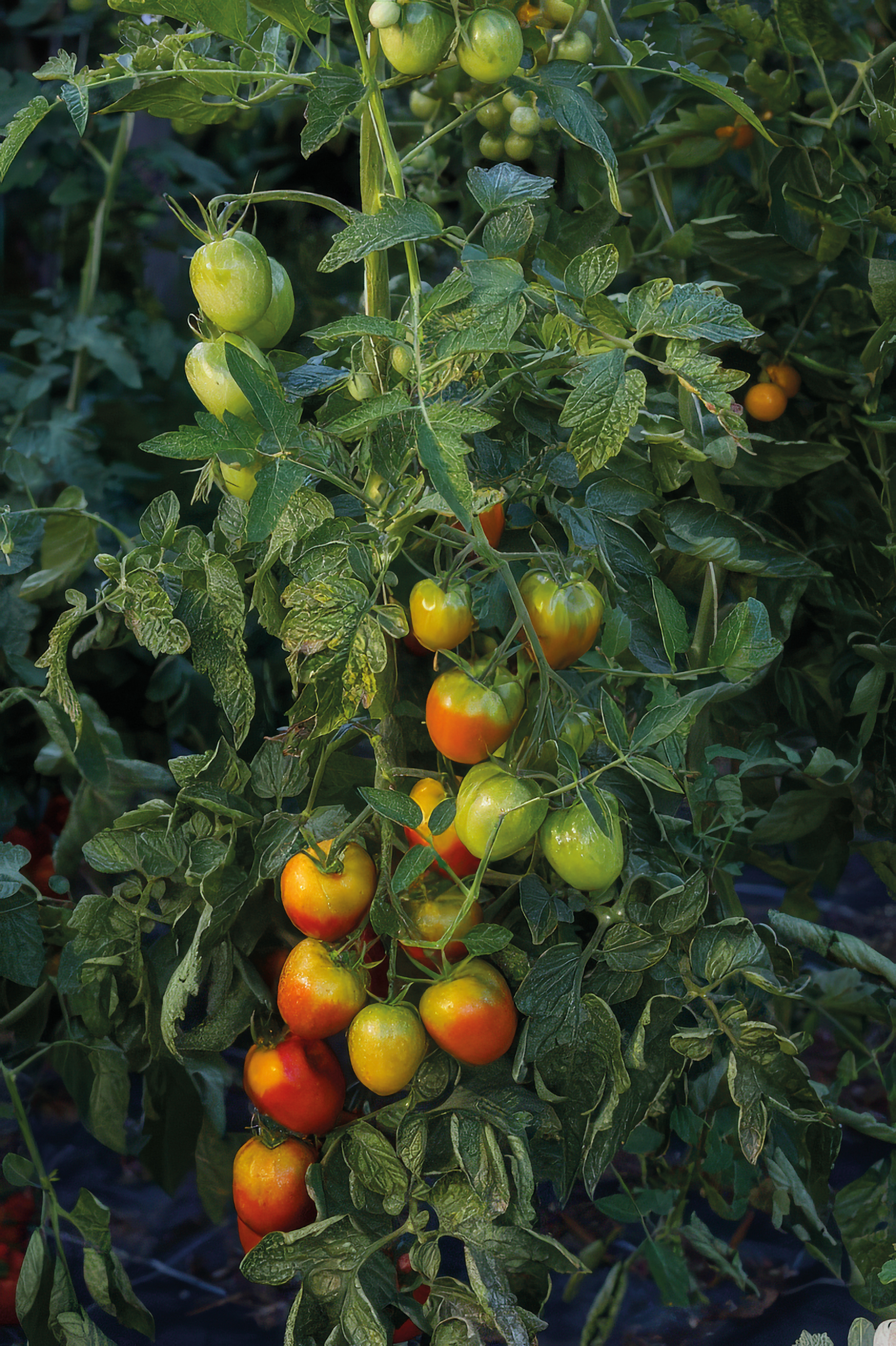 Tomate Primavera