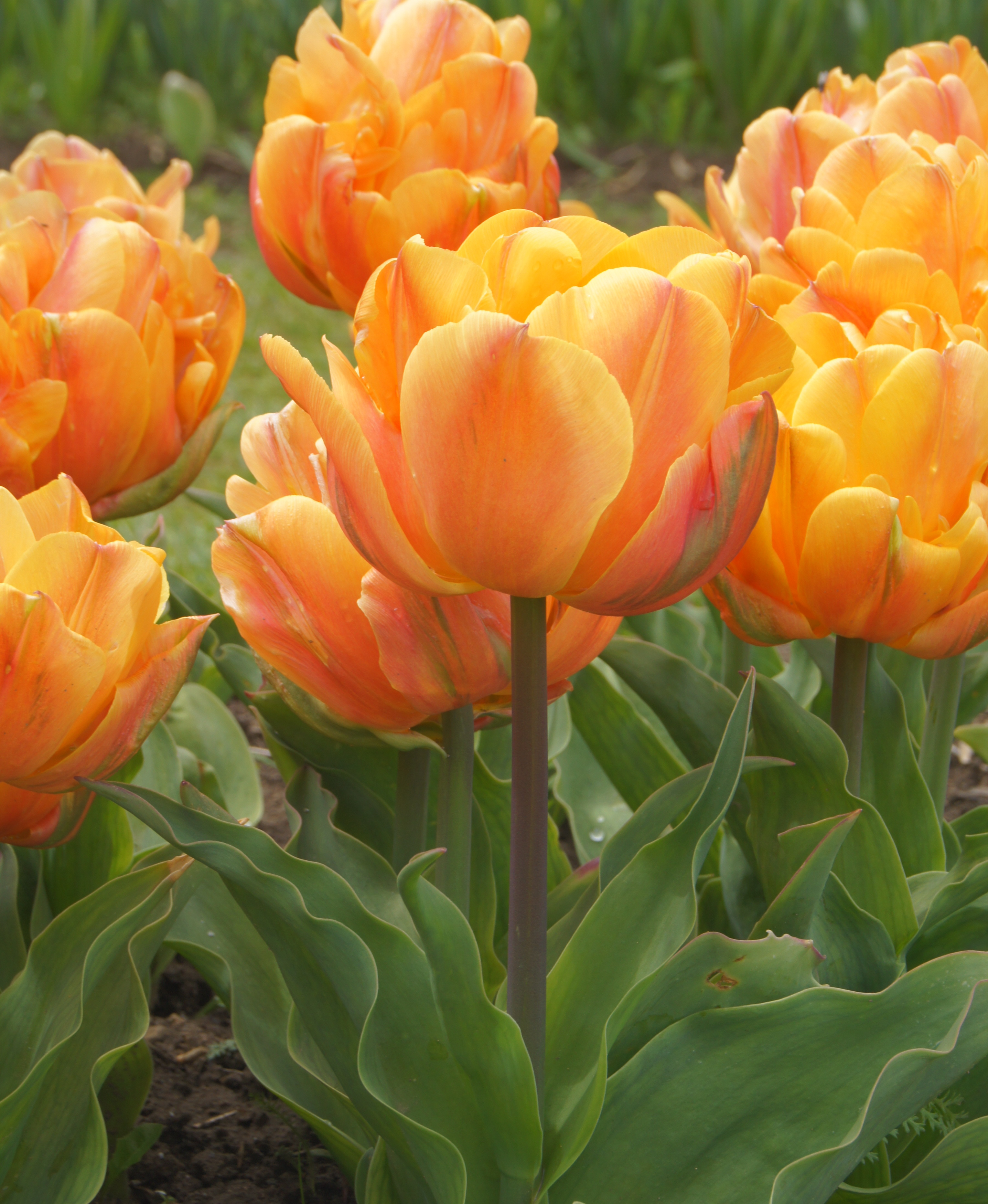 Nahaufnahme orange-gelbe Tulpen mit taufrischen Blättern im Beet