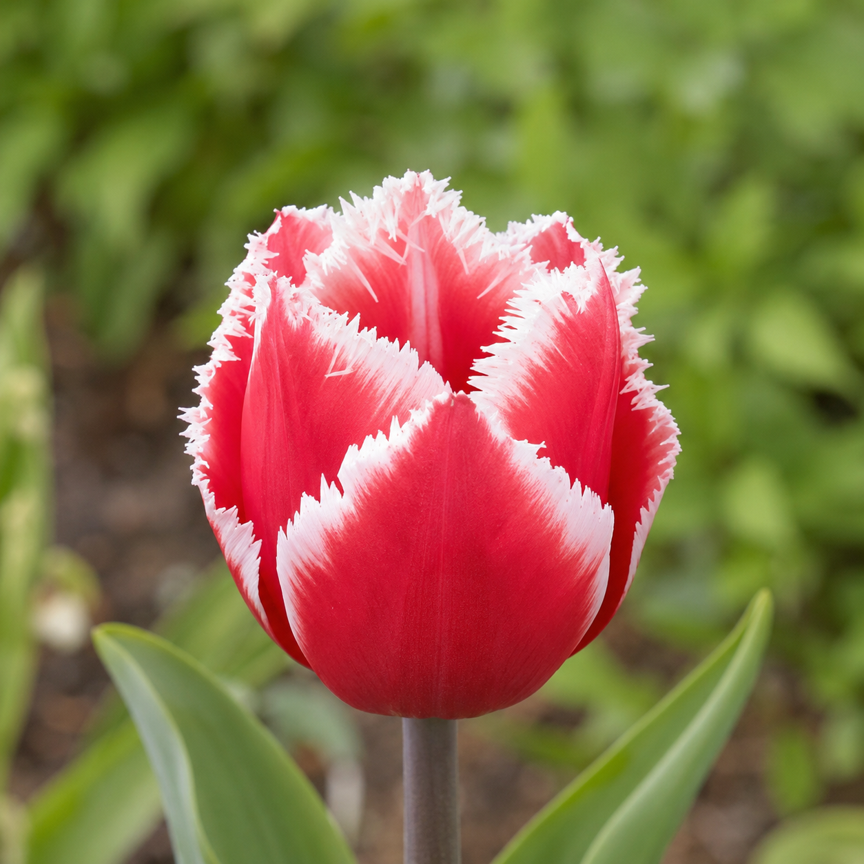 Crispa-Tulpen Canasta