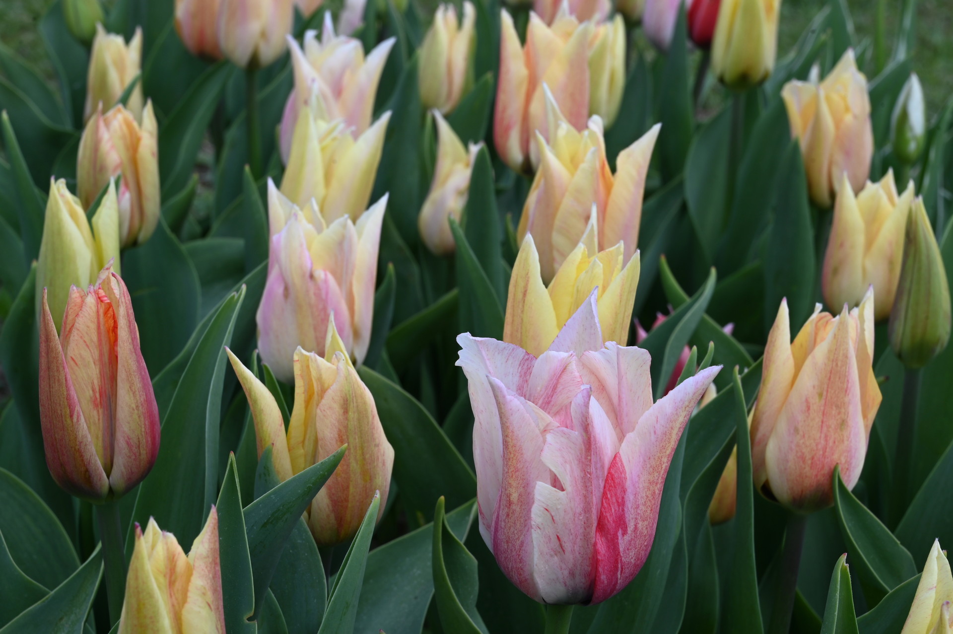 Triumph-Tulpe Karate mit zart gelben, rosa überhauchten bis kirschrot gezeichneten Blüten und kräftigen Stielen, ideal für Beet, Rabatte und Kübel im Frühjahr