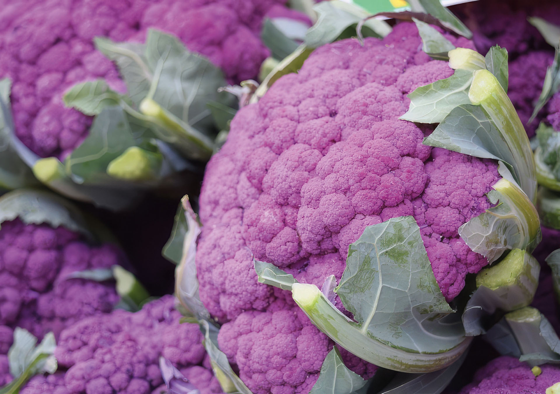 Lila Blumenkohl Di Sicilia violetto