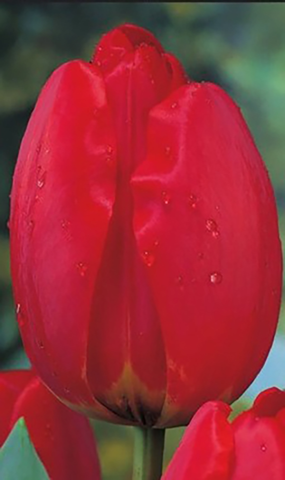 Nahaufnahme einer roten Tulpe mit Wassertropfen auf den Blütenblättern, unscharfer grüner Hintergrund
