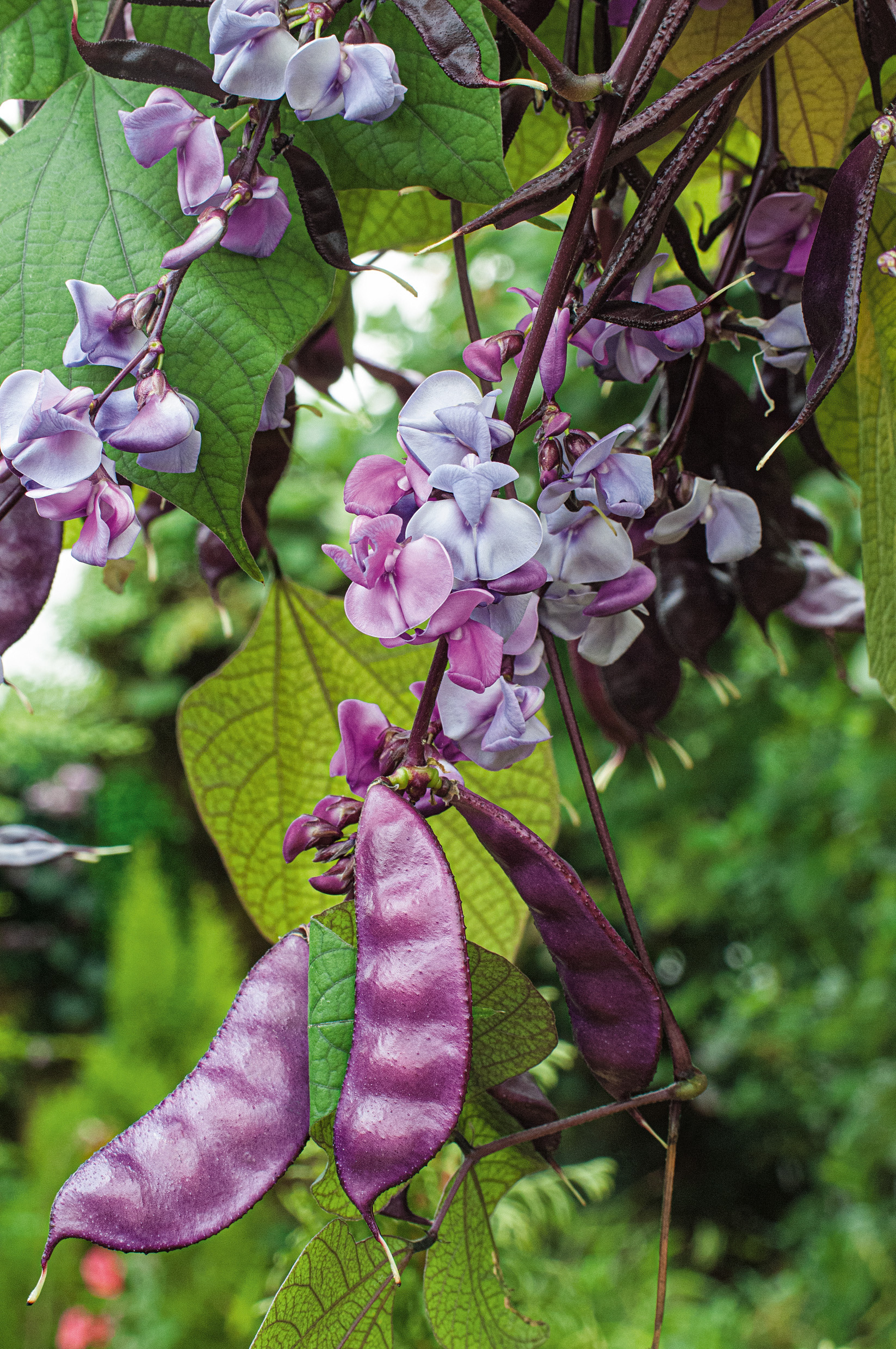 Nahaufnahme einer Prunkbohne (Lablab purpureus) mit rosa-violetten Blüten, glänzenden purpurnen Hülsen und großen grünen herzförmigen Blättern