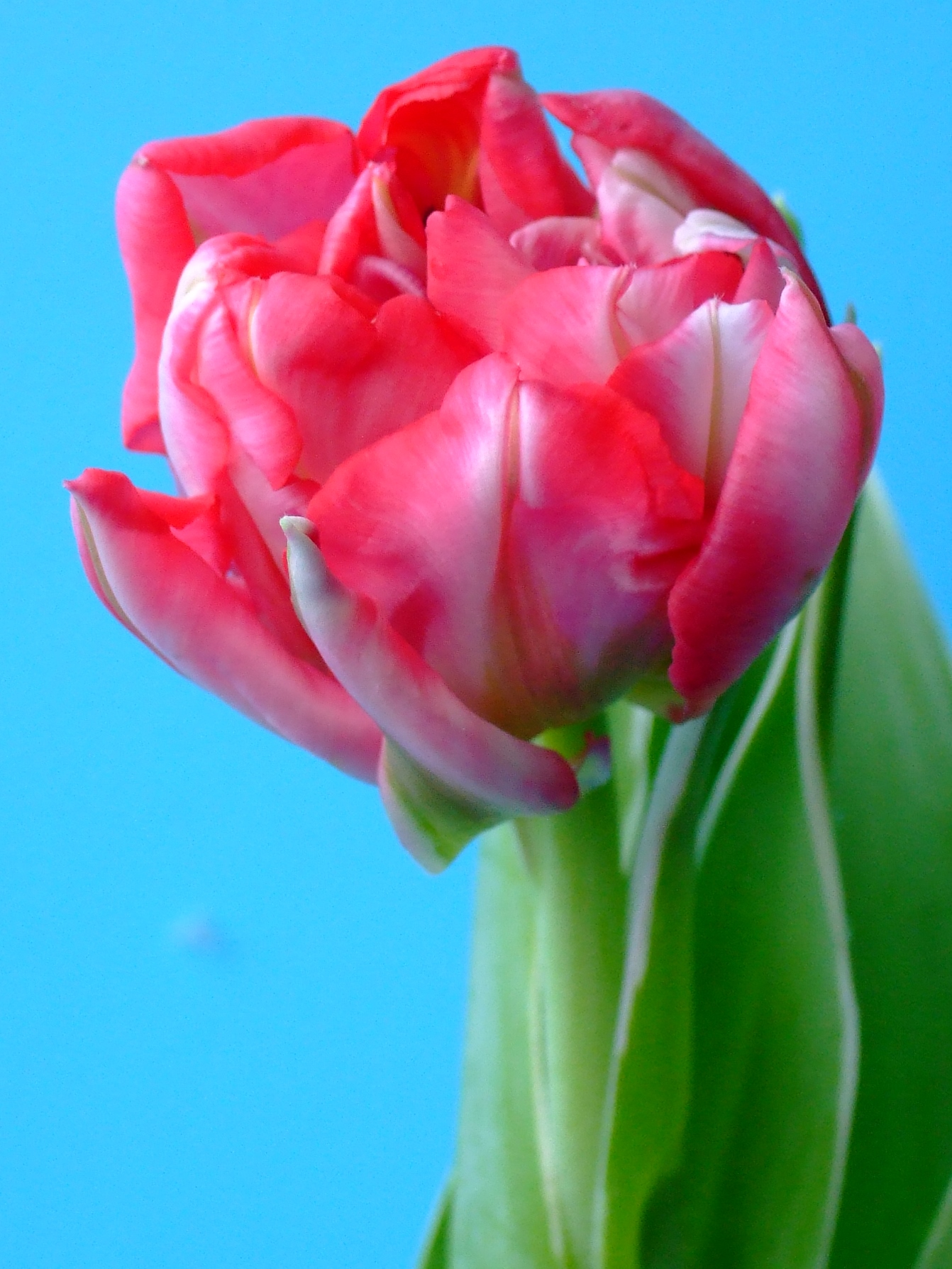 Nahaufnahme einer gefüllten rosa Tulpe mit grünen Blättern vor hellem blauem Hintergrund