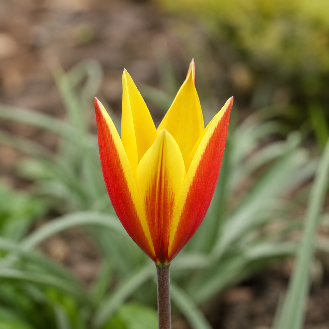 Tulipa clusiana var. chrysantha Tubergen´s Gem