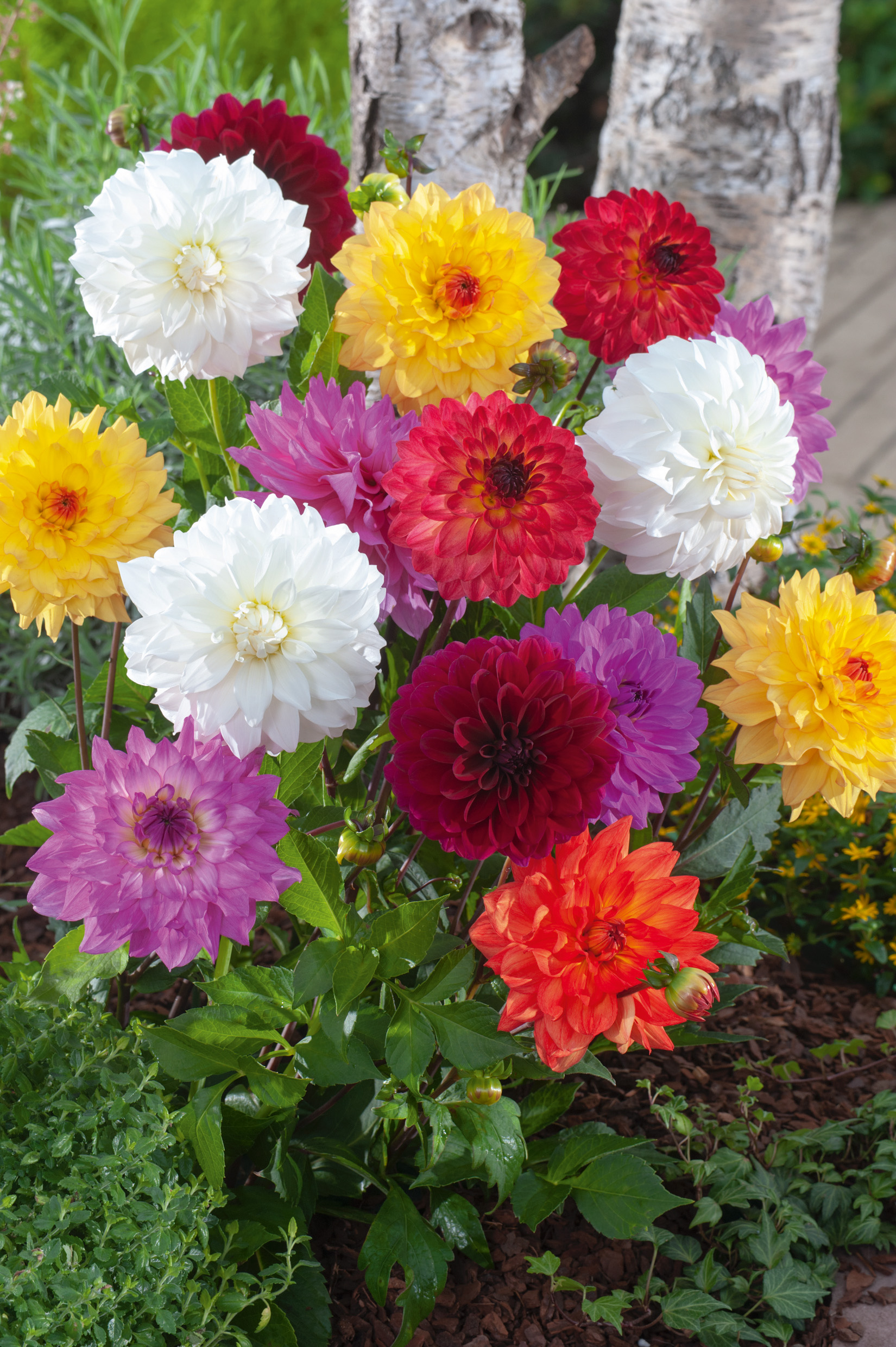 2796_Schmuck Dahlien Mix Mehrfarbige Dahlien in weiß, gelb, rot, rosa und violett in einem Gartenbeet vor Birkenstämmen