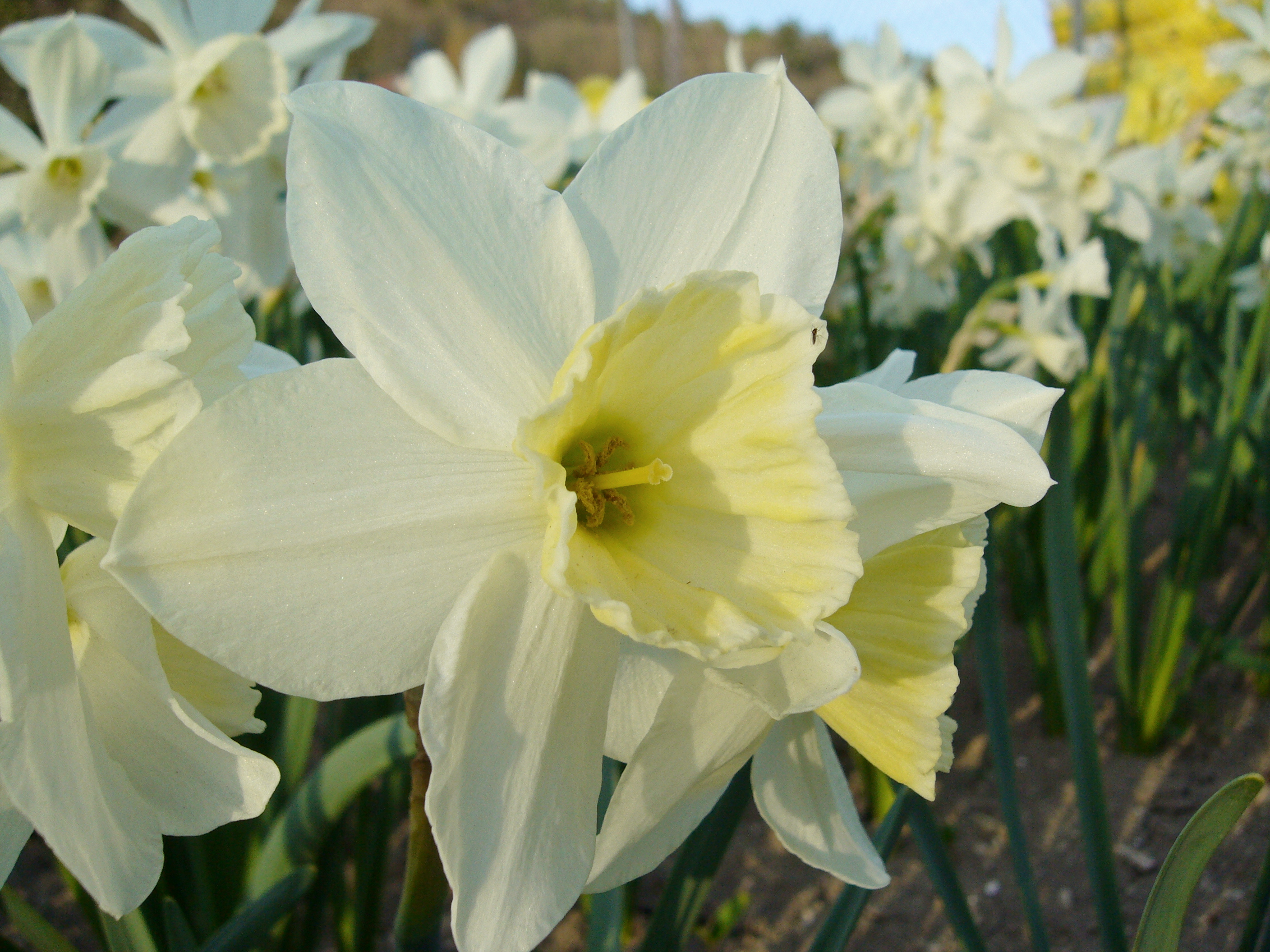 Weiße Narzissen (Osterglocken) mit gelber Trompete im Blumenbeet, Nahaufnahme