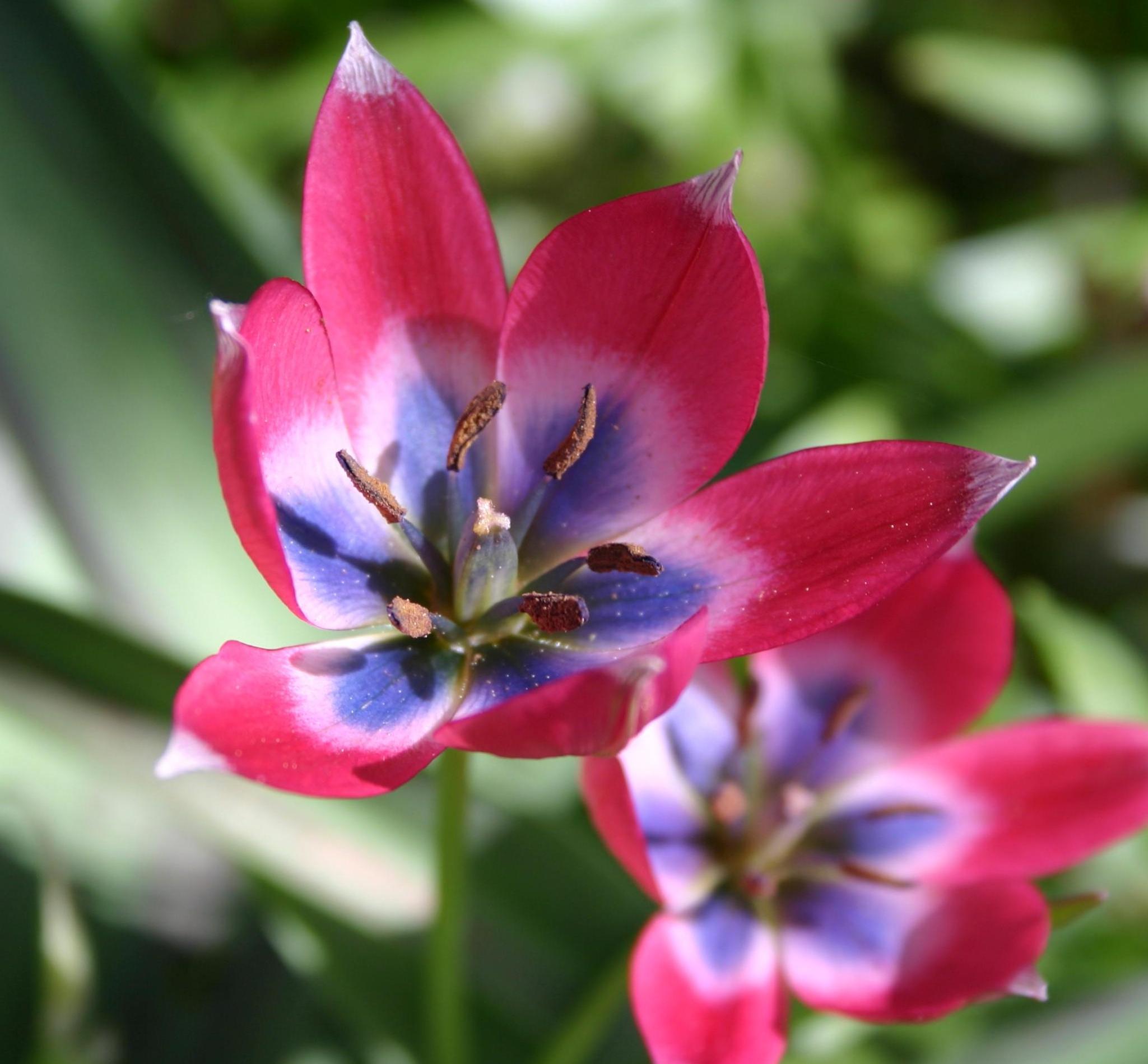 Makroaufnahme einer knallig pink-violetten Blüte mit blau-weißem Zentrum, sichtbaren Staubgefäßen und unscharfem Gartenhintergrund