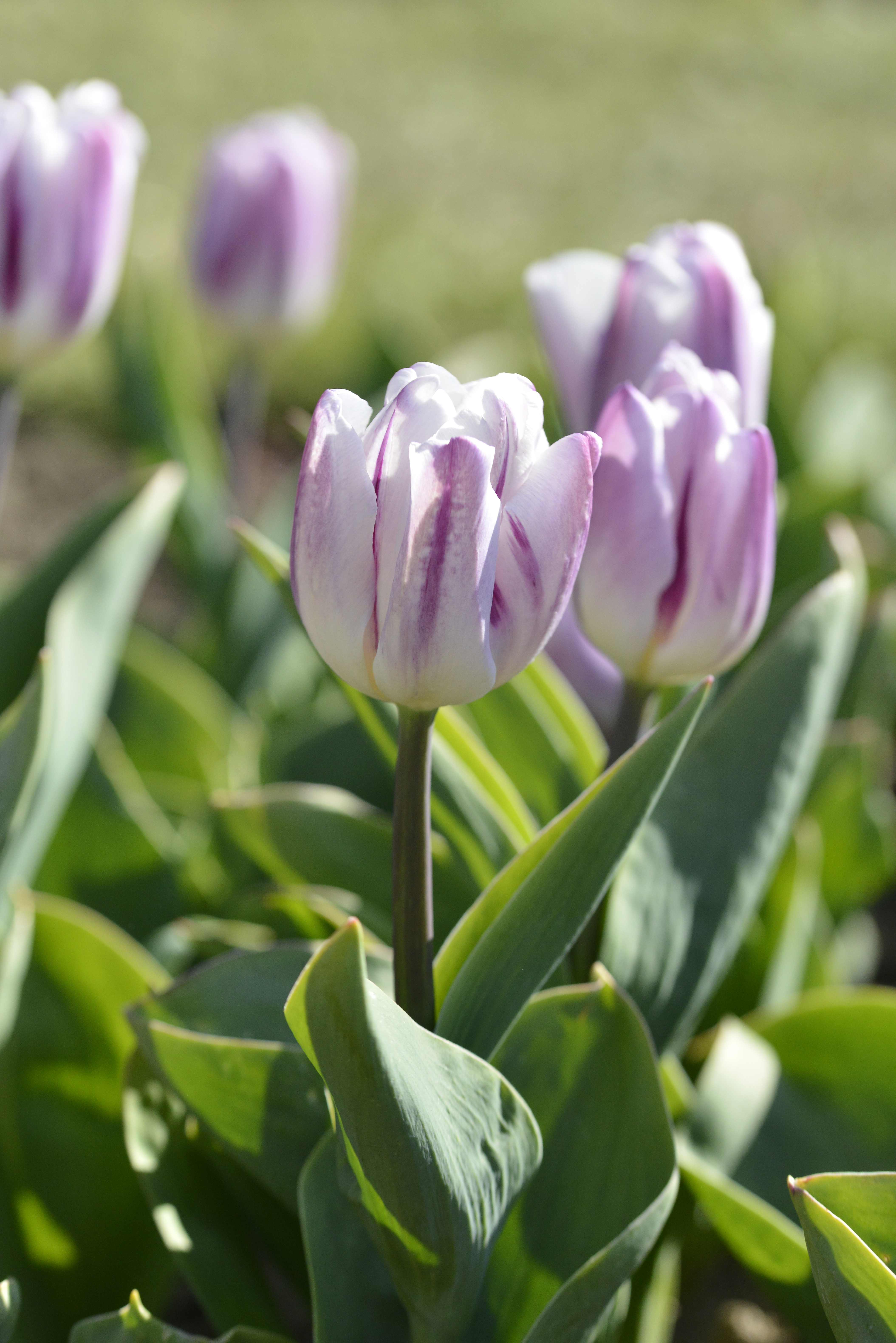 52174_Triumph-Tulpen Flaming Flag Nahaufnahme einer lila-weiß gestreiften Tulpe mit grünen Blättern im Frühlingsgarten