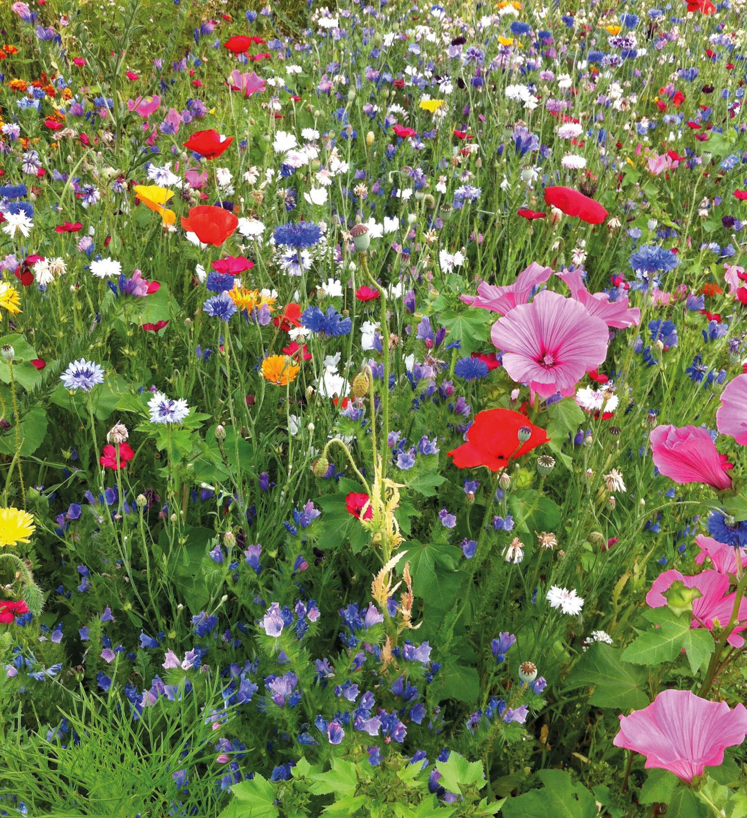Nahaufnahme einer bunten Wildblumenwiese mit roten Mohnblumen, blauen Kornblumen, rosa Malven und vielen weiteren Wildblumen