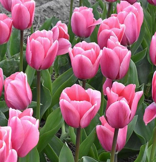 Nahaufnahme mehrerer rosa Tulpen im Beet mit grünen Blättern, frische Frühlingsblüten